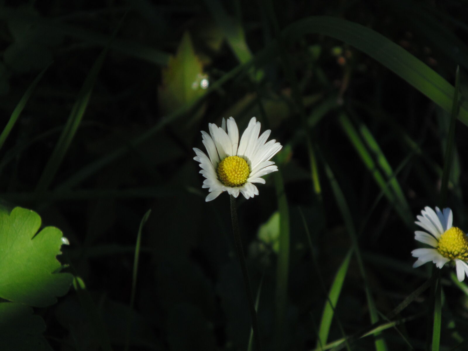 Sony Cyber-shot DSC-H200 sample photo