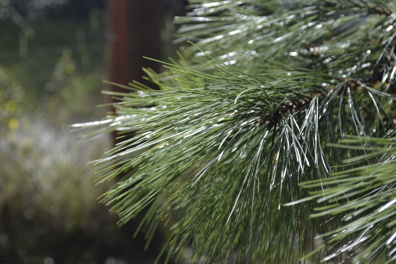 Nikon D3100 sample photo. Tree, green, texture photography