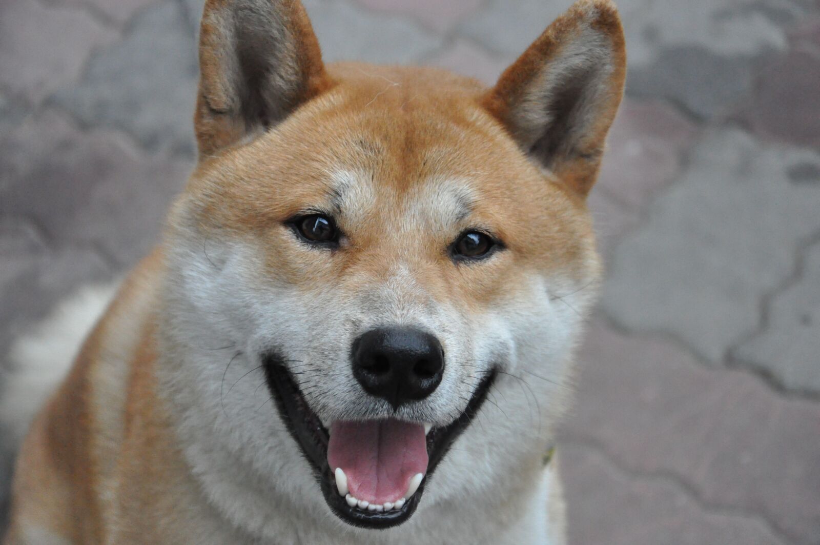 Nikon D90 sample photo. Dog, shiba inu, smile photography