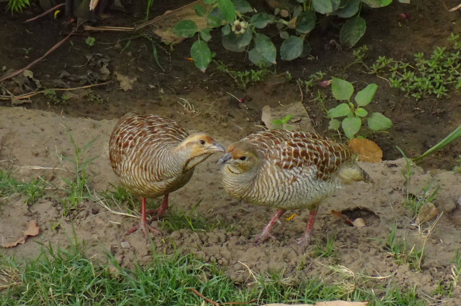 Sony DSC-WX800 sample photo. Bird, grey francolin, pair photography