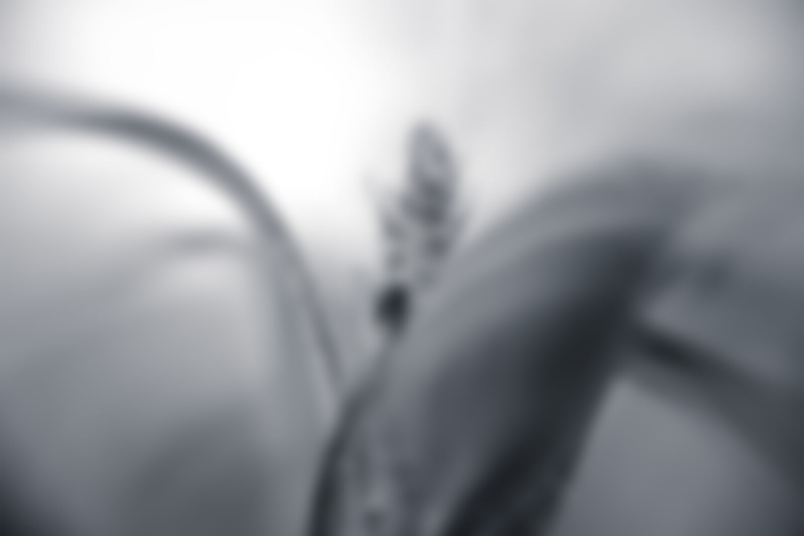 Canon EOS 5D Mark II sample photo. Background, black, and, white photography