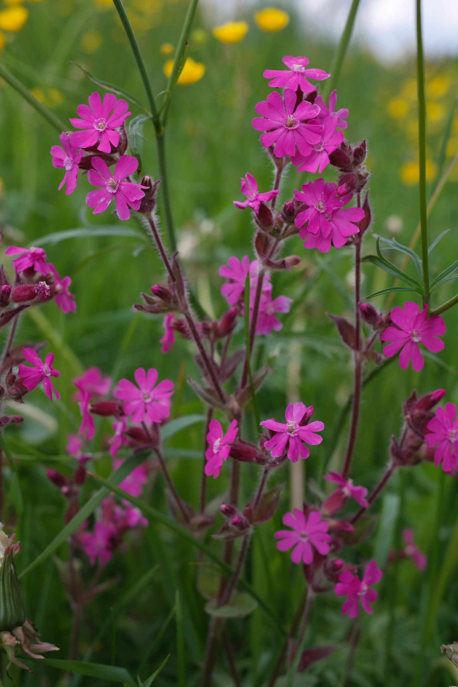 Samsung NX300 sample photo. Campion, violet, purple photography