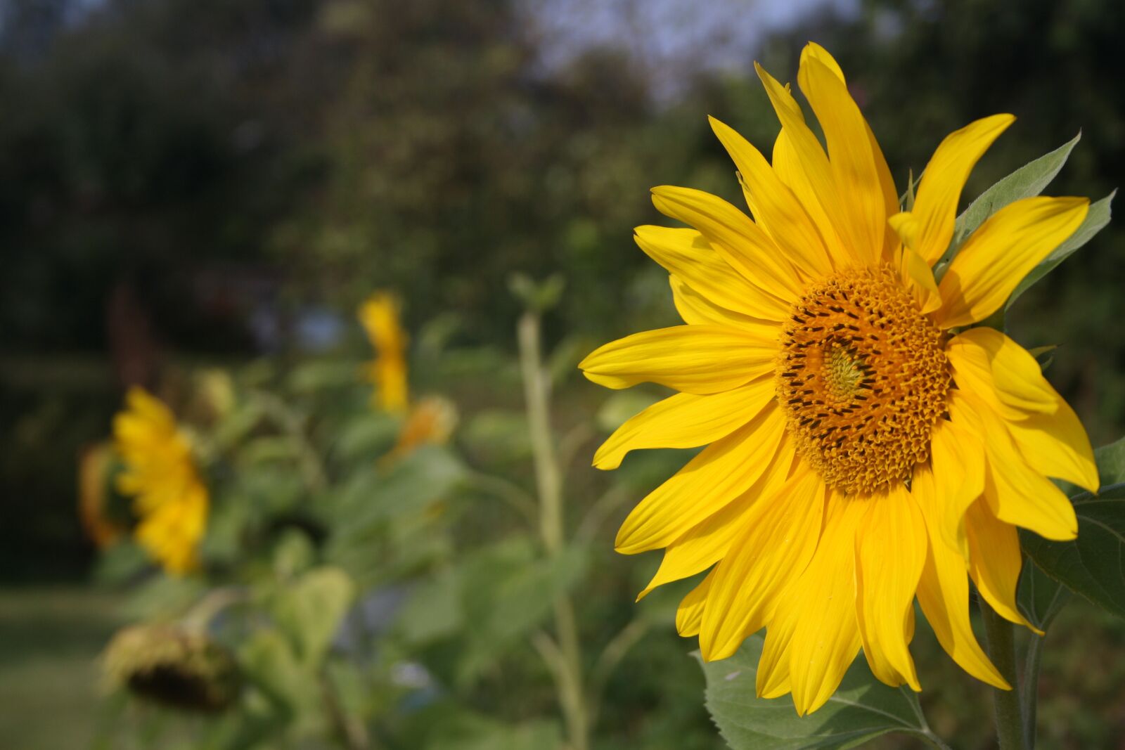 Canon EOS 1000D (EOS Digital Rebel XS / EOS Kiss F) sample photo. Sunflower, blossom, bloom photography