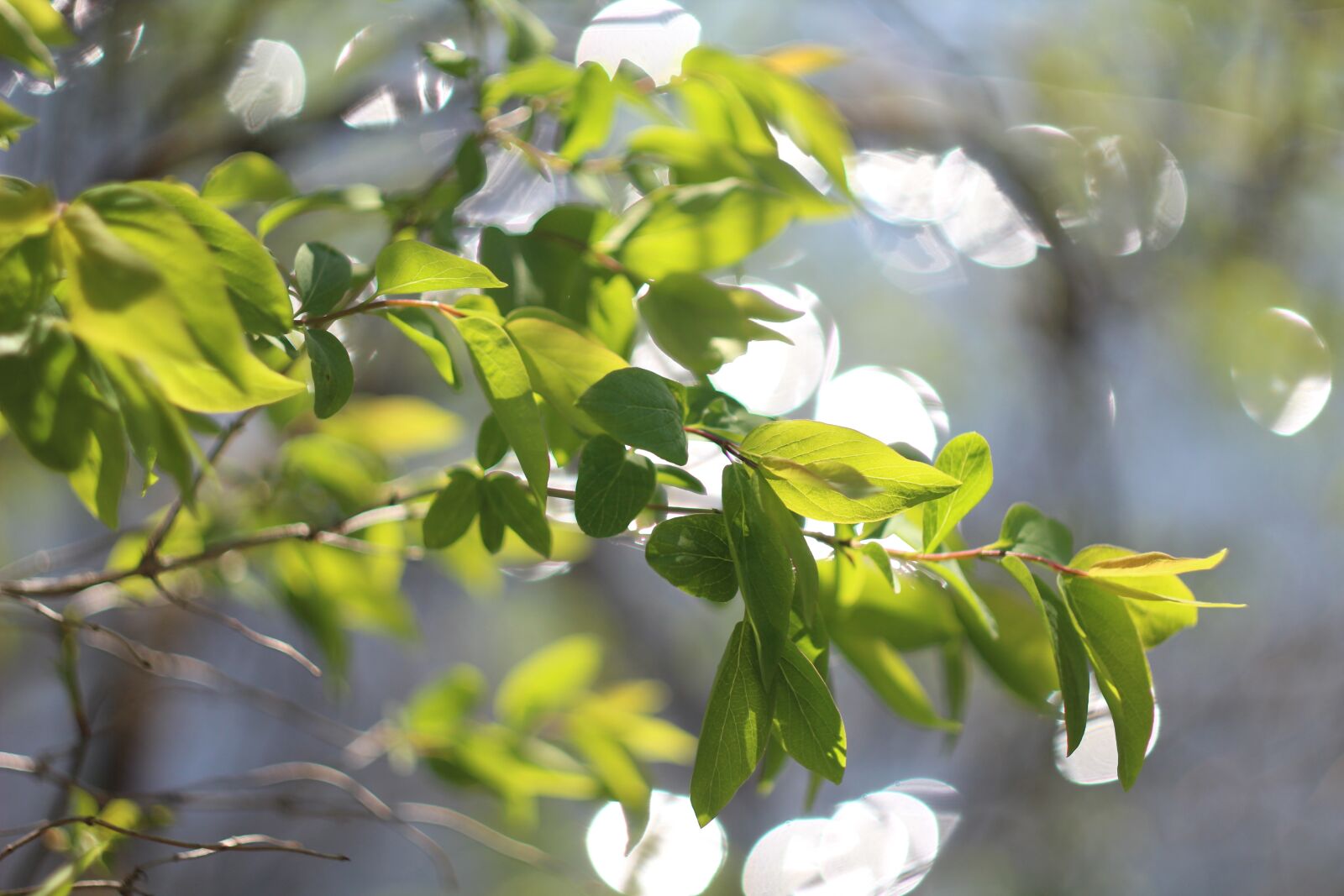 Canon EOS 1200D (EOS Rebel T5 / EOS Kiss X70 / EOS Hi) sample photo. Foliage, water, bokeh photography