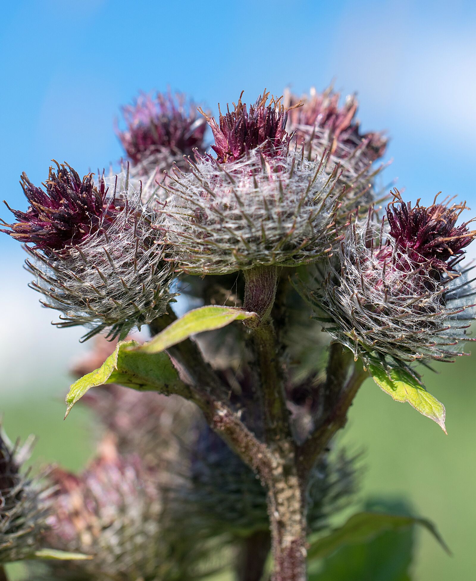 Nikon D3300 sample photo. Thistle, flower, nature photography