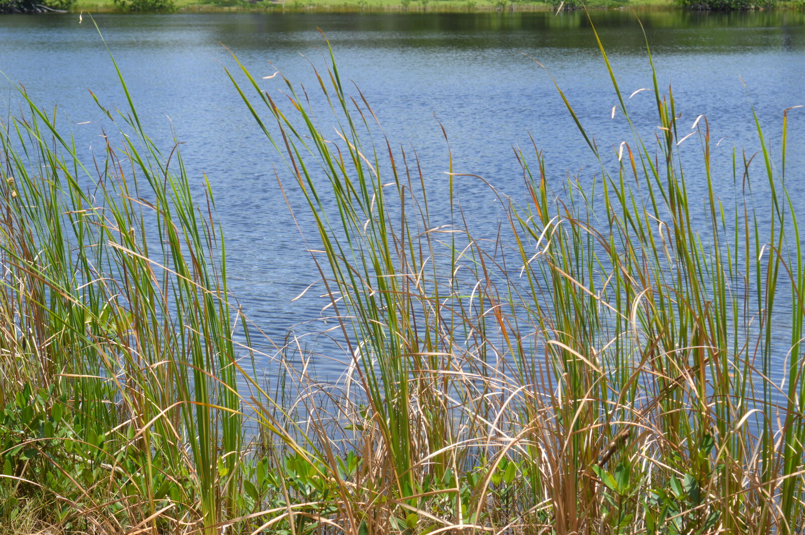 Nikon D3200 sample photo. Grass, lake, nature, pond photography