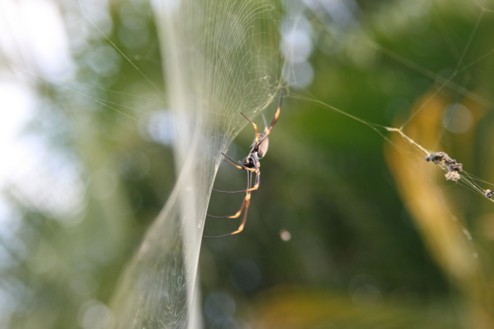 Canon EOS 400D (EOS Digital Rebel XTi / EOS Kiss Digital X) sample photo. Spider, web, nature photography