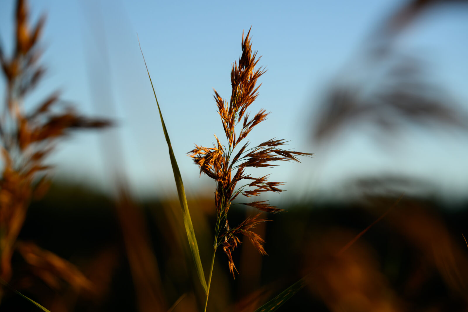 Nikon Z8 sample photo. Plant bokeh photography