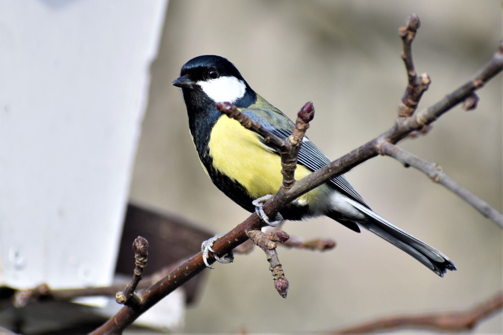 Nikon D3500 sample photo. Nature, bird, tit photography