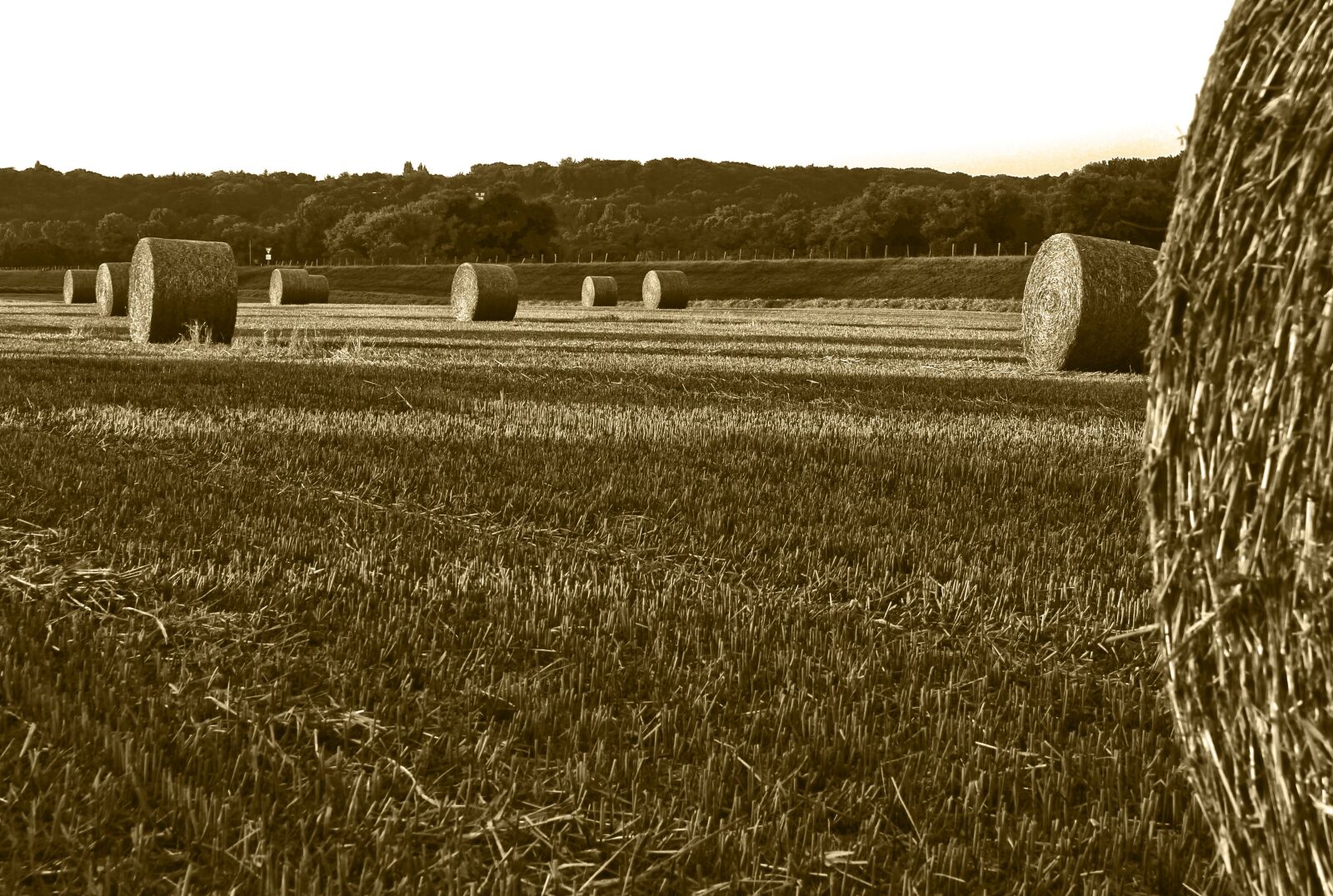 Canon EOS 1100D (EOS Rebel T3 / EOS Kiss X50) sample photo. Field, straw bales, harvest photography