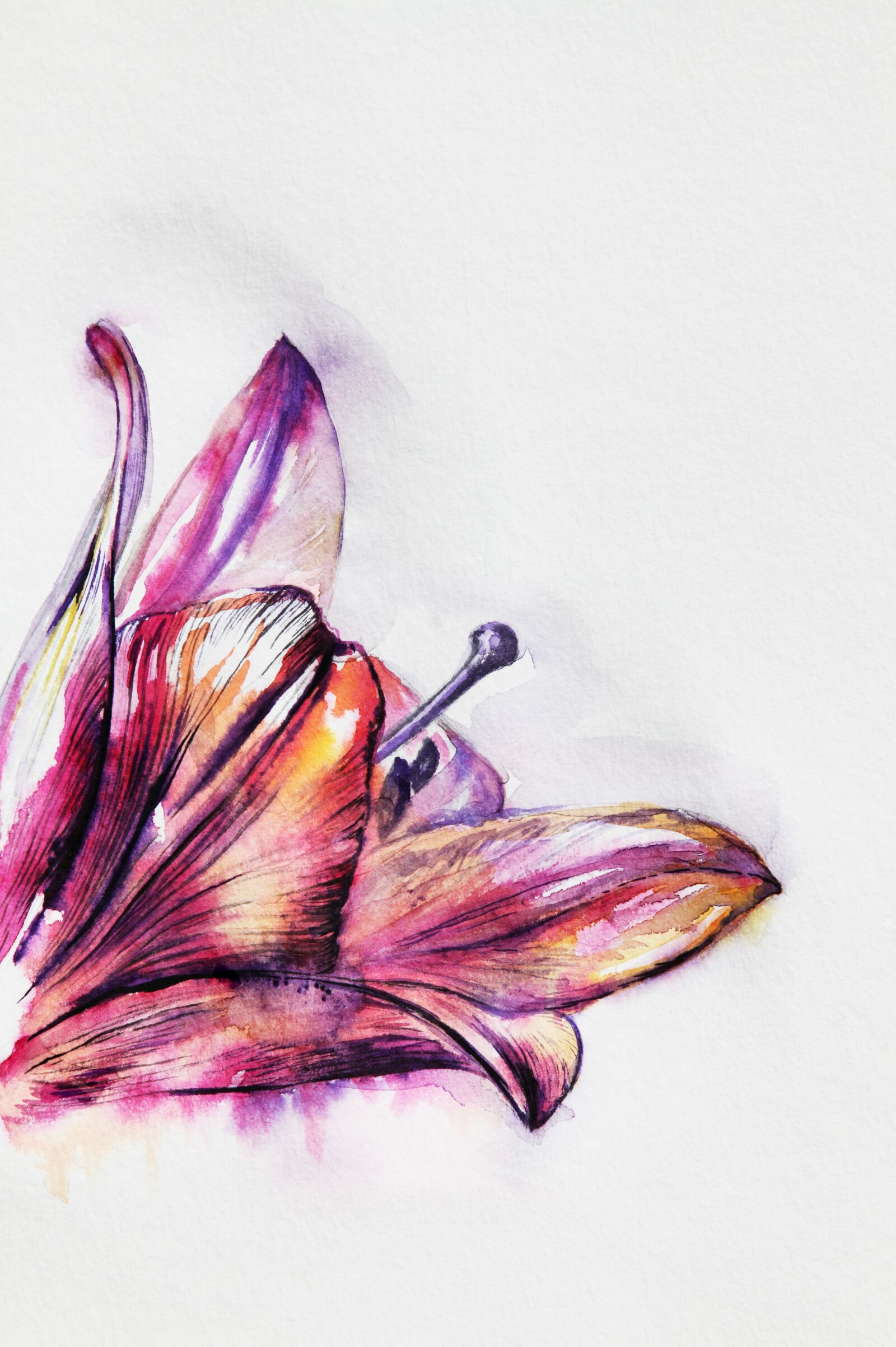 Canon EOS 5D Mark II sample photo. Pink, purple, lily photography