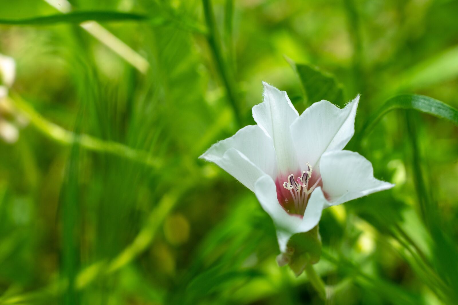 Sony a7 II + Sony FE 50mm F1.8 sample photo. Green, flower, nature photography