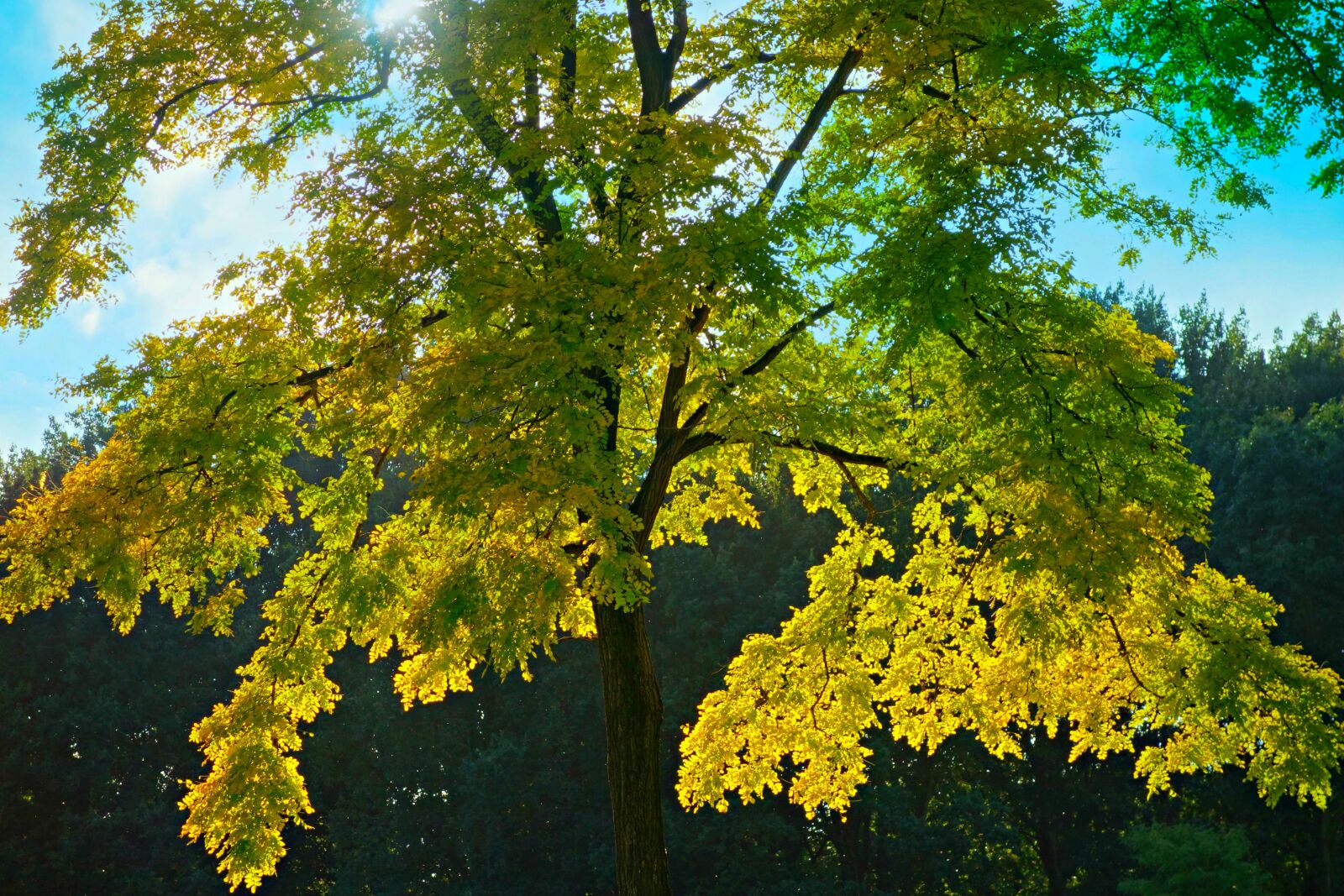 Sony Cyber-shot DSC-RX100 sample photo. Tree, tree top, foliage photography
