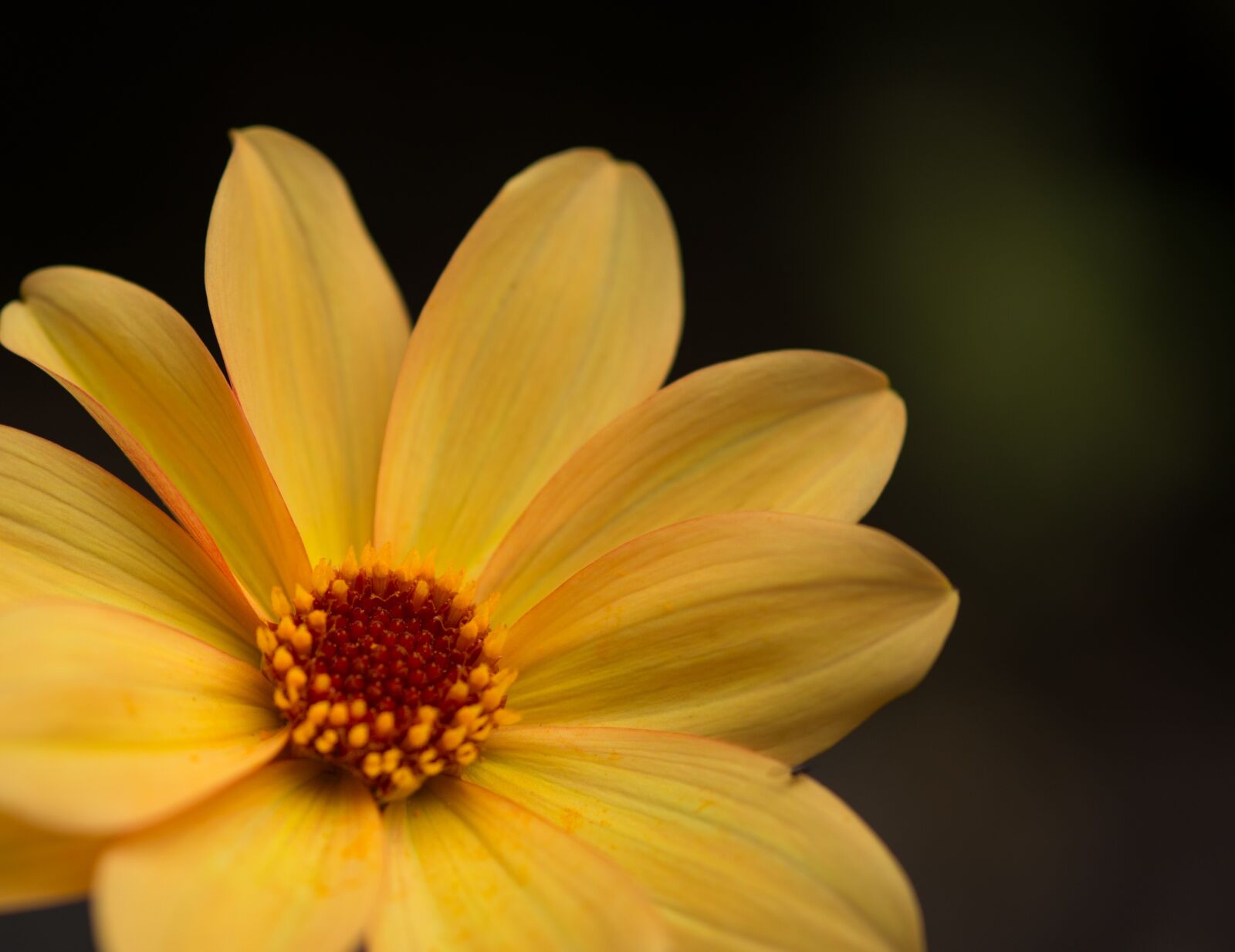 Nikon D600 sample photo. Yellow, flower, summer photography