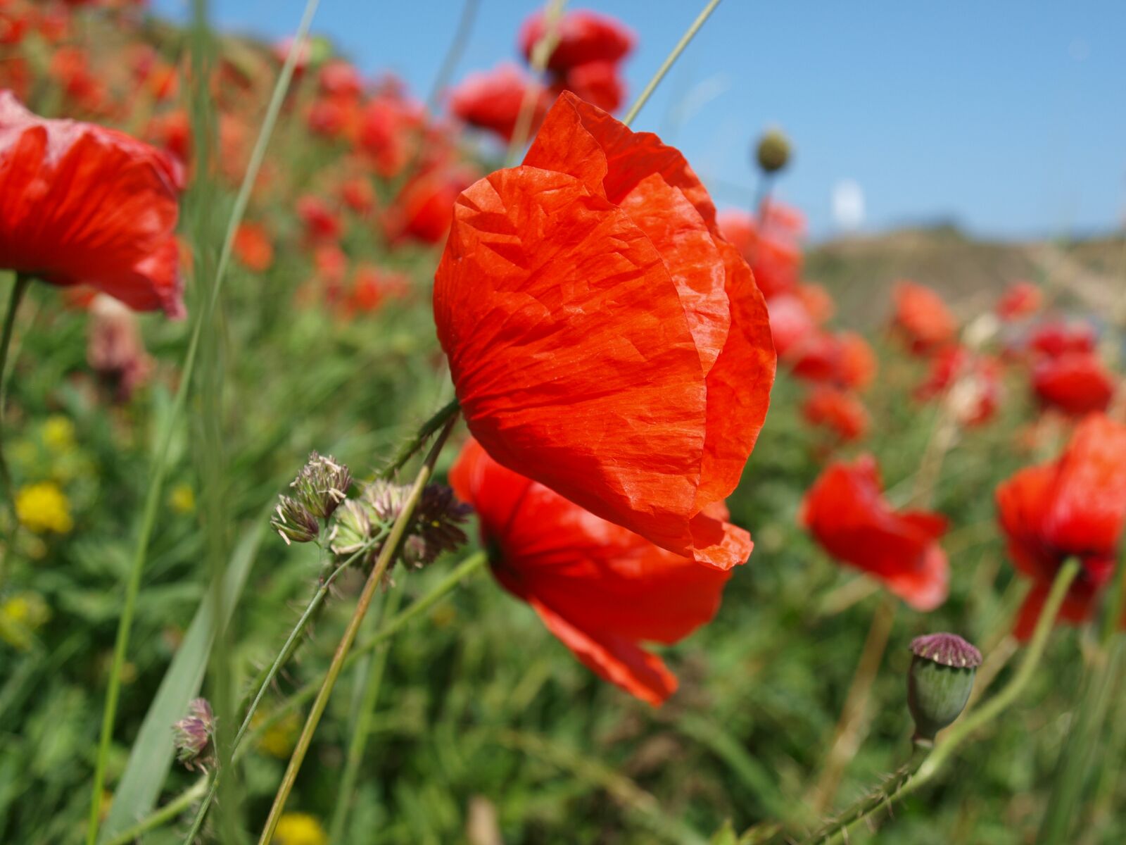 Olympus E-420 (EVOLT E-420) sample photo. Poppy, red, flower photography
