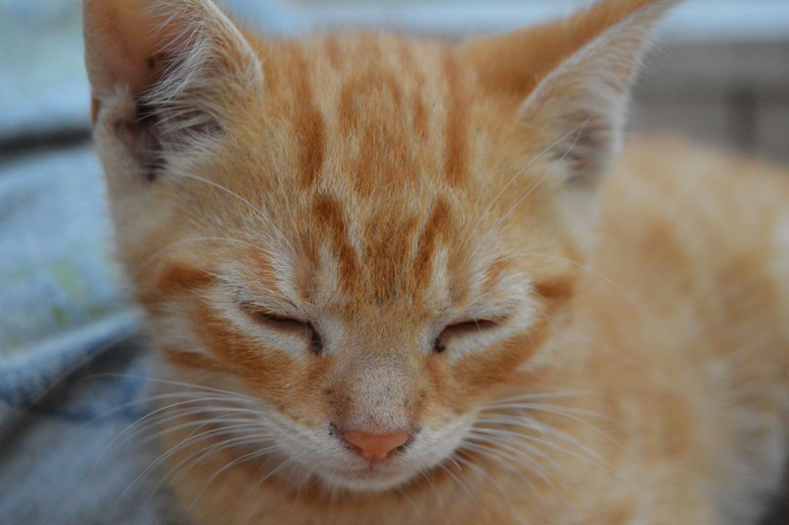 Nikon D3200 sample photo. Kitten, small pussy, cute photography