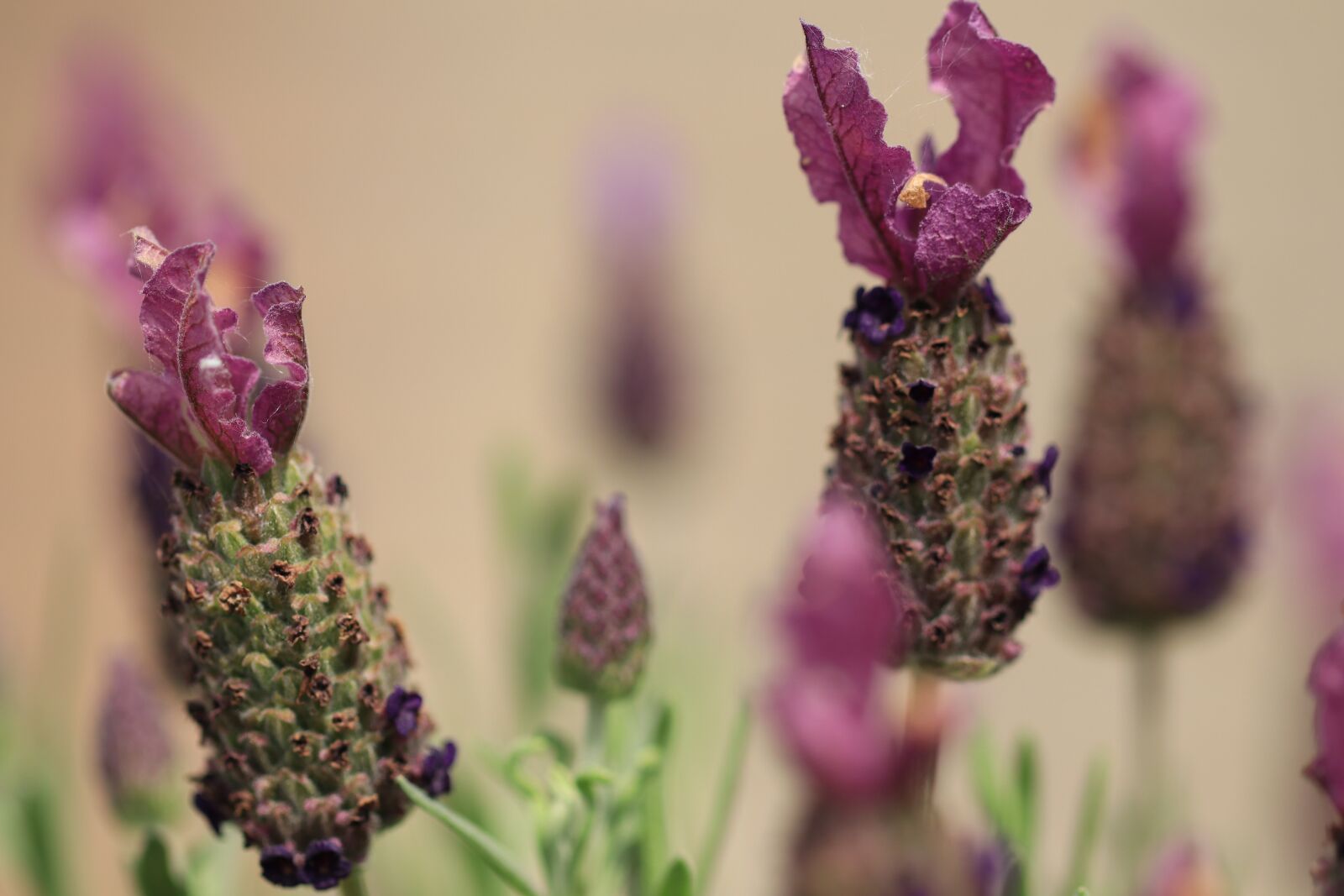 Canon EF 100mm F2.8L Macro IS USM sample photo. Lavender, vlinderlavendel, french lavender photography