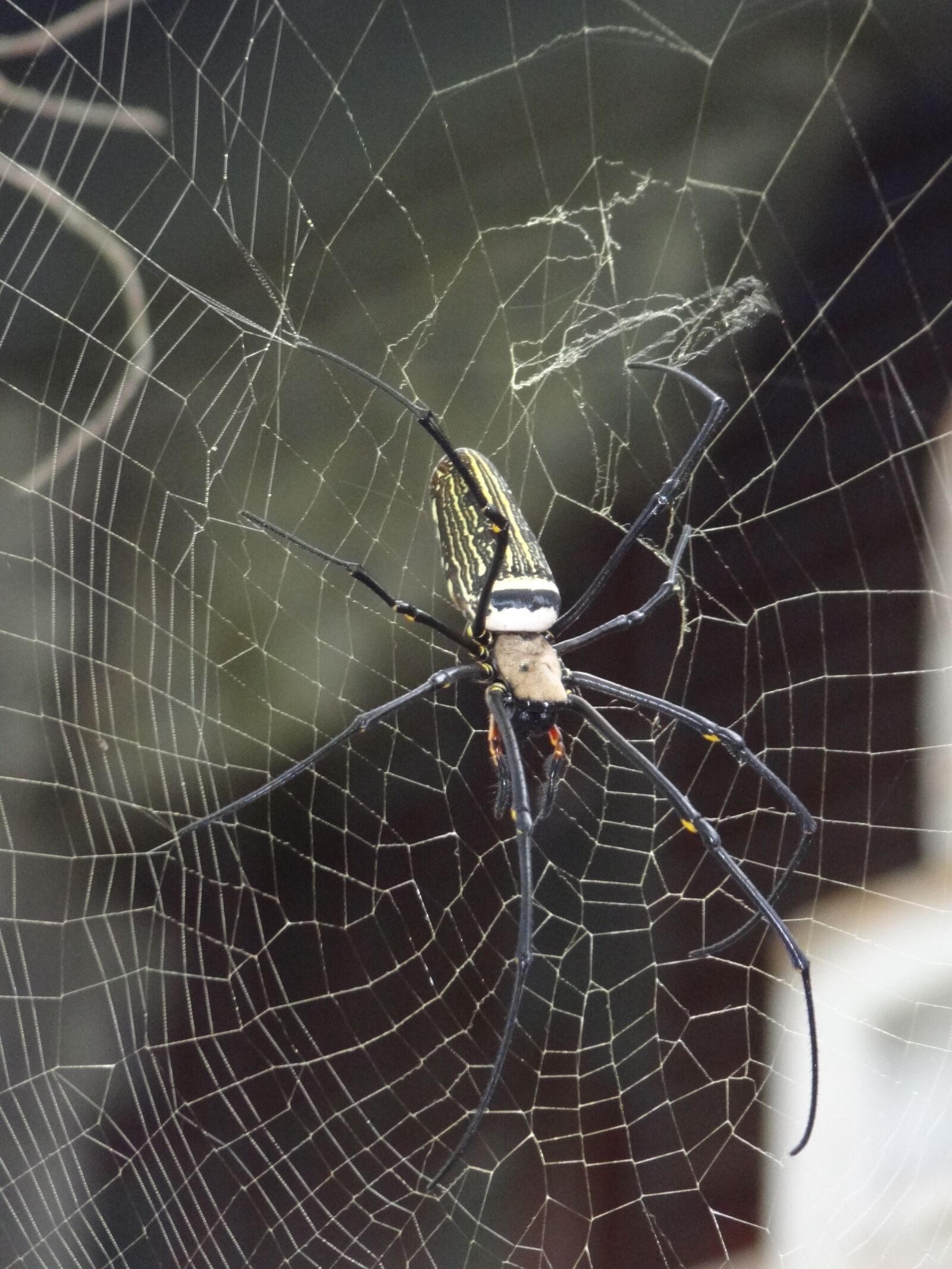 Sony Cyber-shot DSC-HX9V sample photo. Spider, cobweb, insect photography