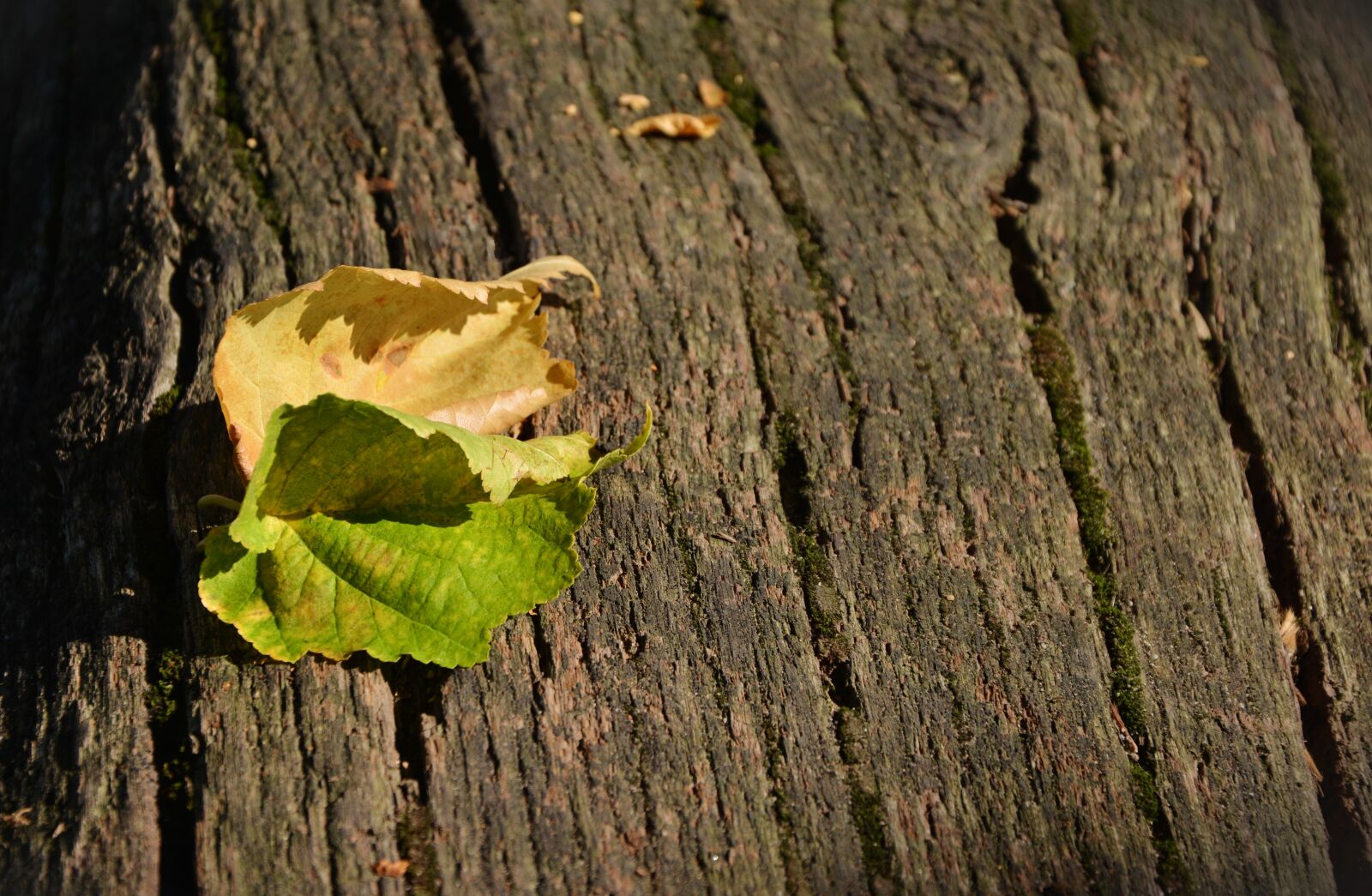 Nikon D5200 sample photo. Leaves, autumn, fall foliage photography