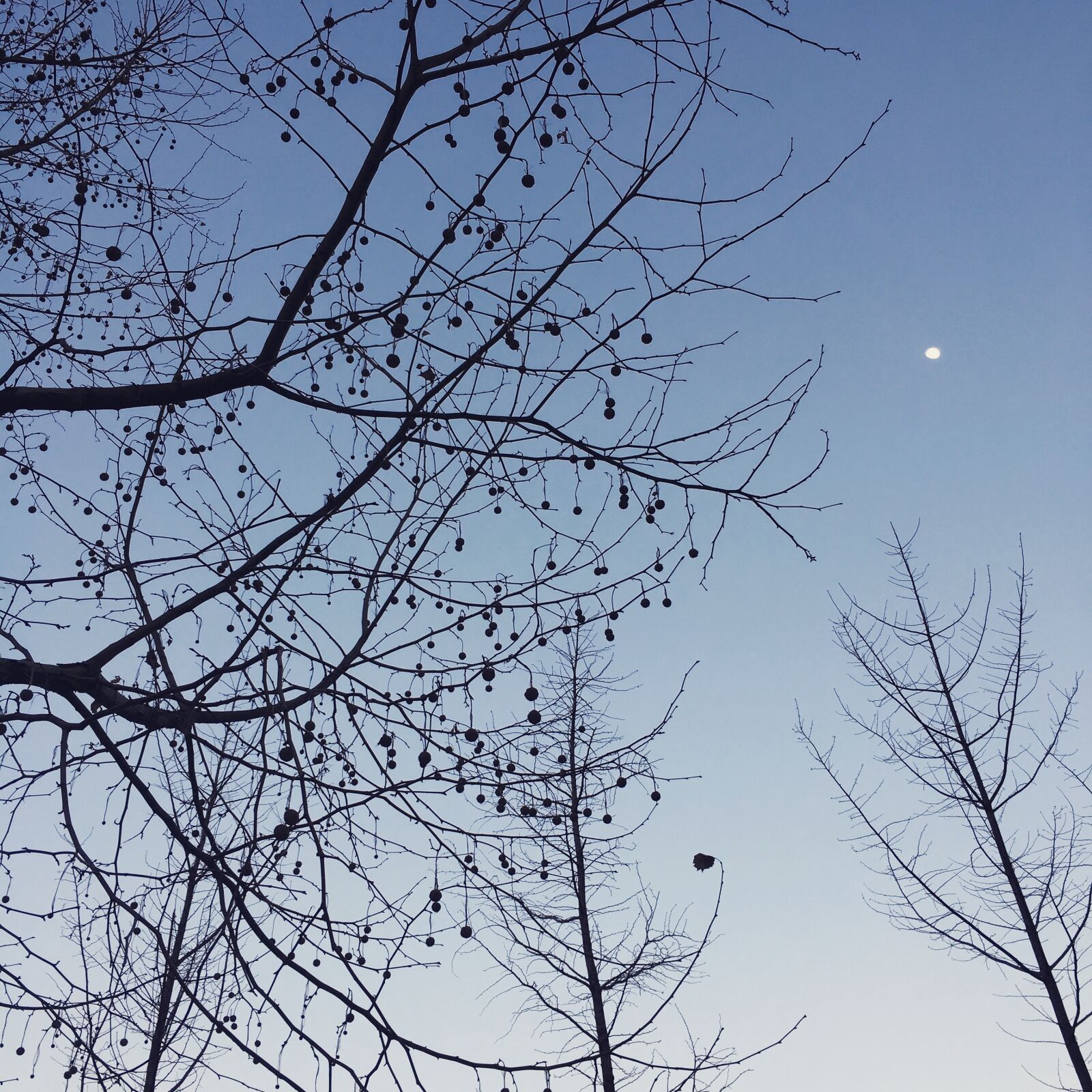 Apple iPhone 6s sample photo. Clear, sky, moon, tree photography