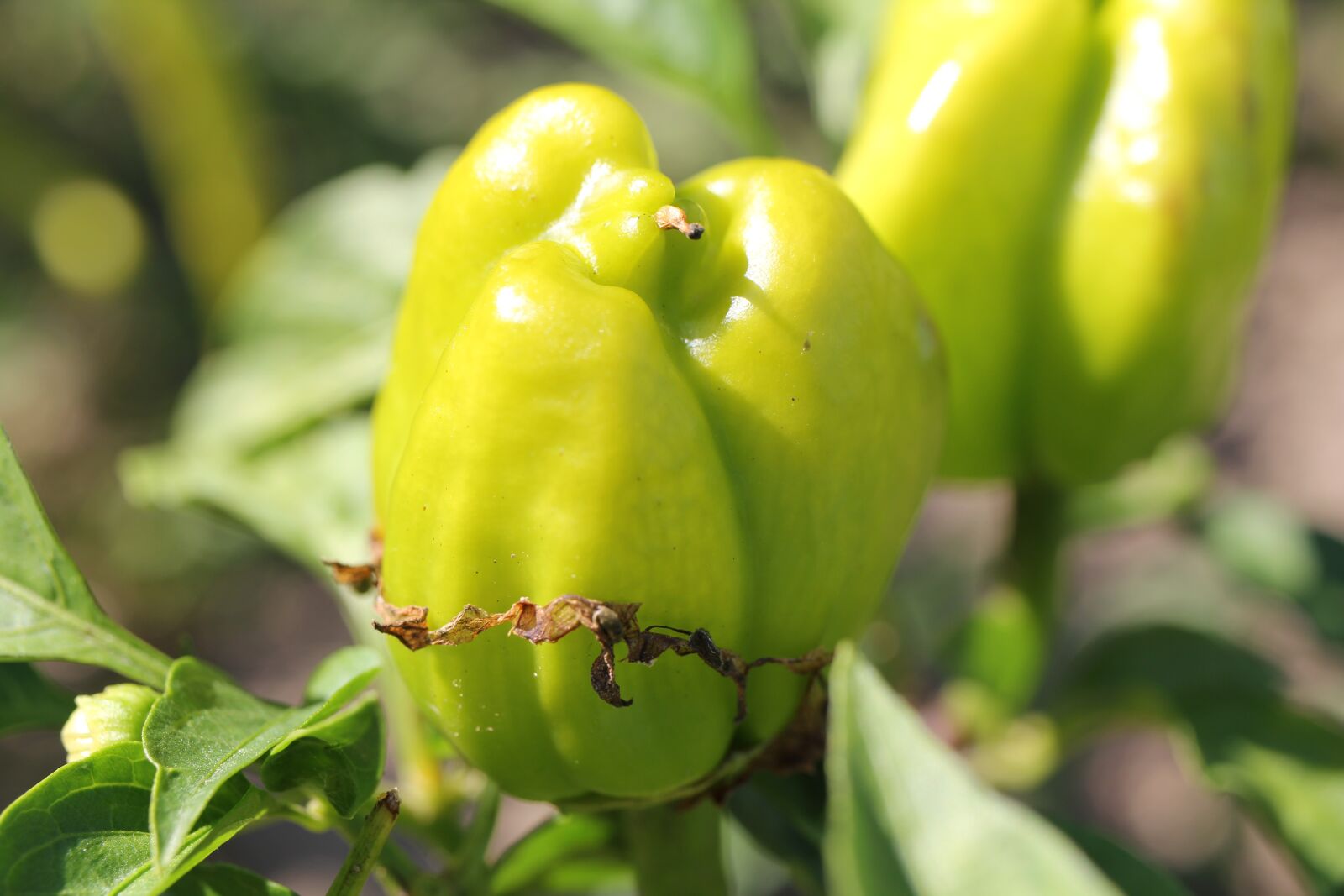 Canon EOS 550D (EOS Rebel T2i / EOS Kiss X4) sample photo. Paprika, green, vegetables photography