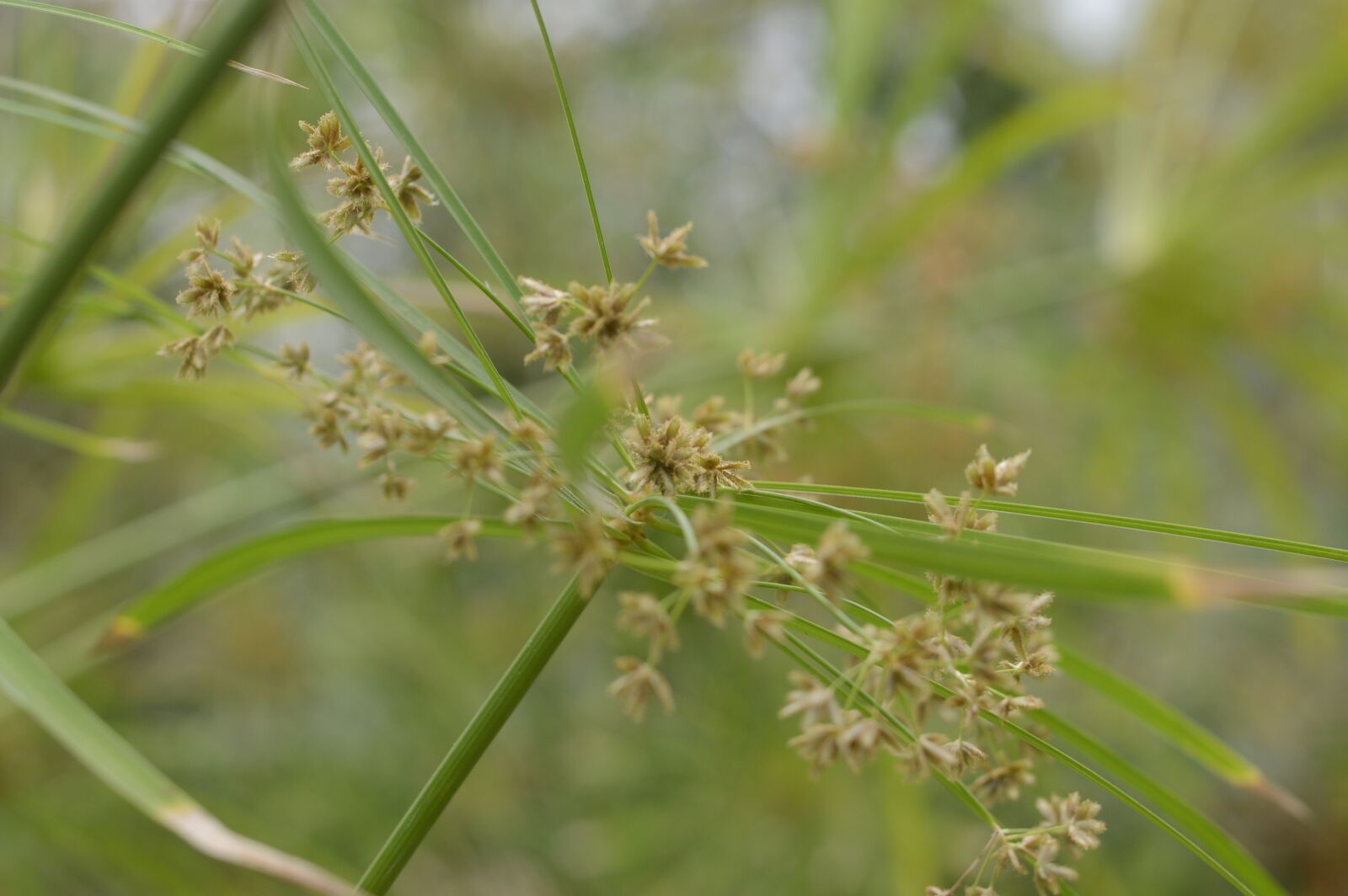 Nikon D3200 sample photo. Plant, natural, flowers photography