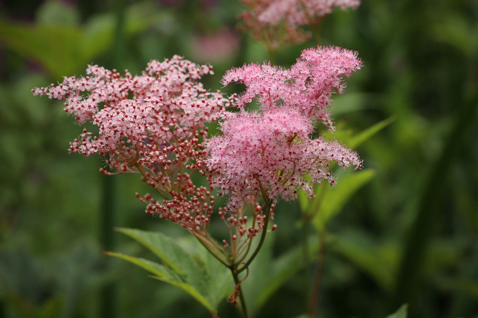 Canon EOS 800D (EOS Rebel T7i / EOS Kiss X9i) sample photo. Meadowsweet, blossom, bloom photography