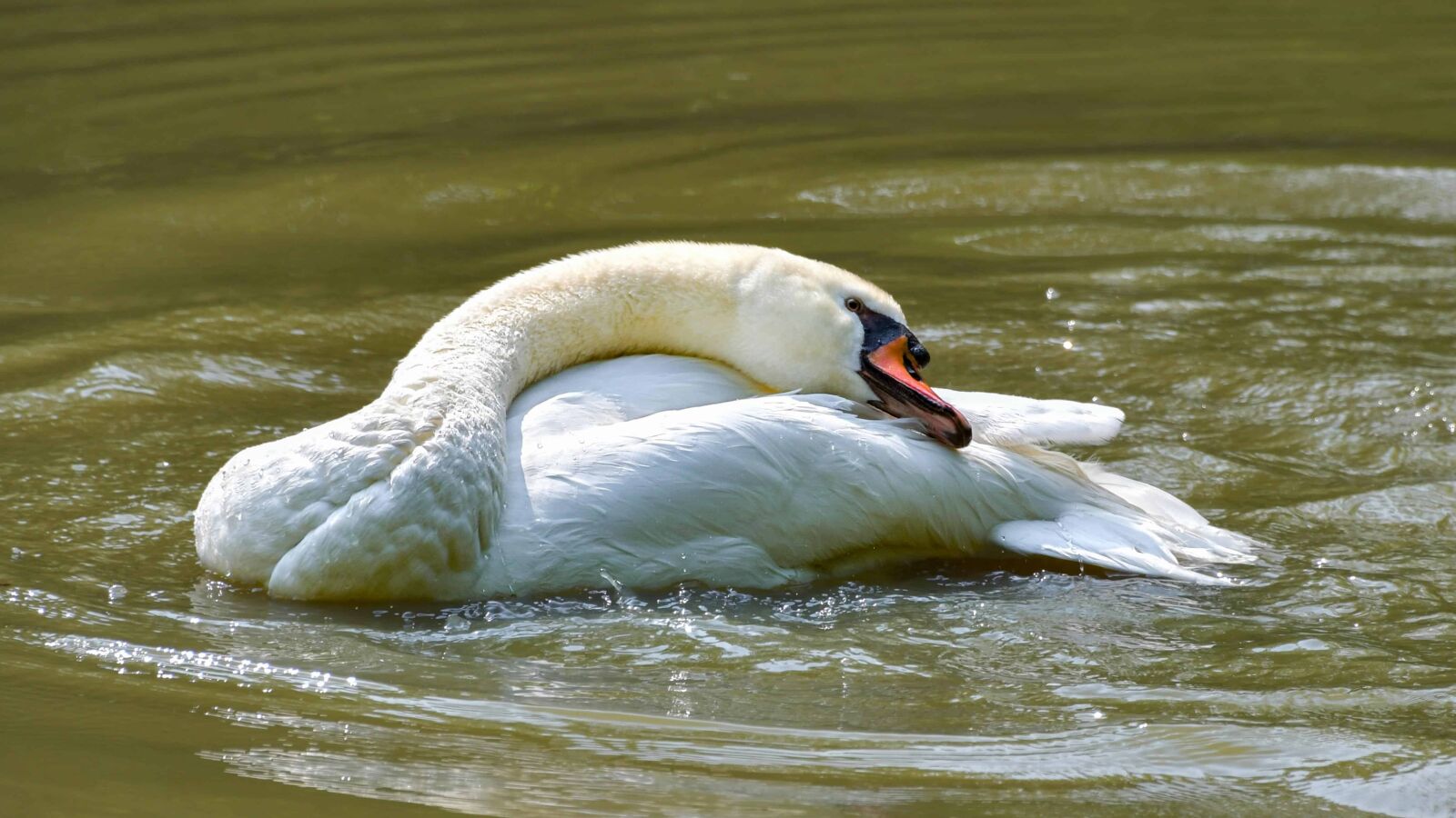 Nikon D500 sample photo. White swan, lake, water photography