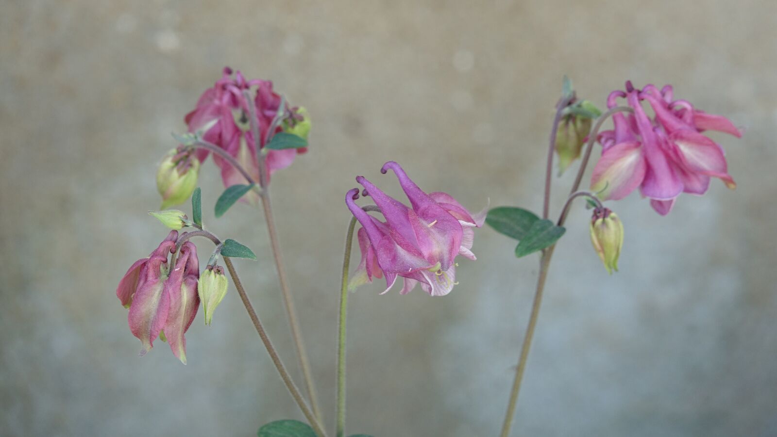 Sony Cyber-shot DSC-RX10 III sample photo. Flower, plant, nature photography