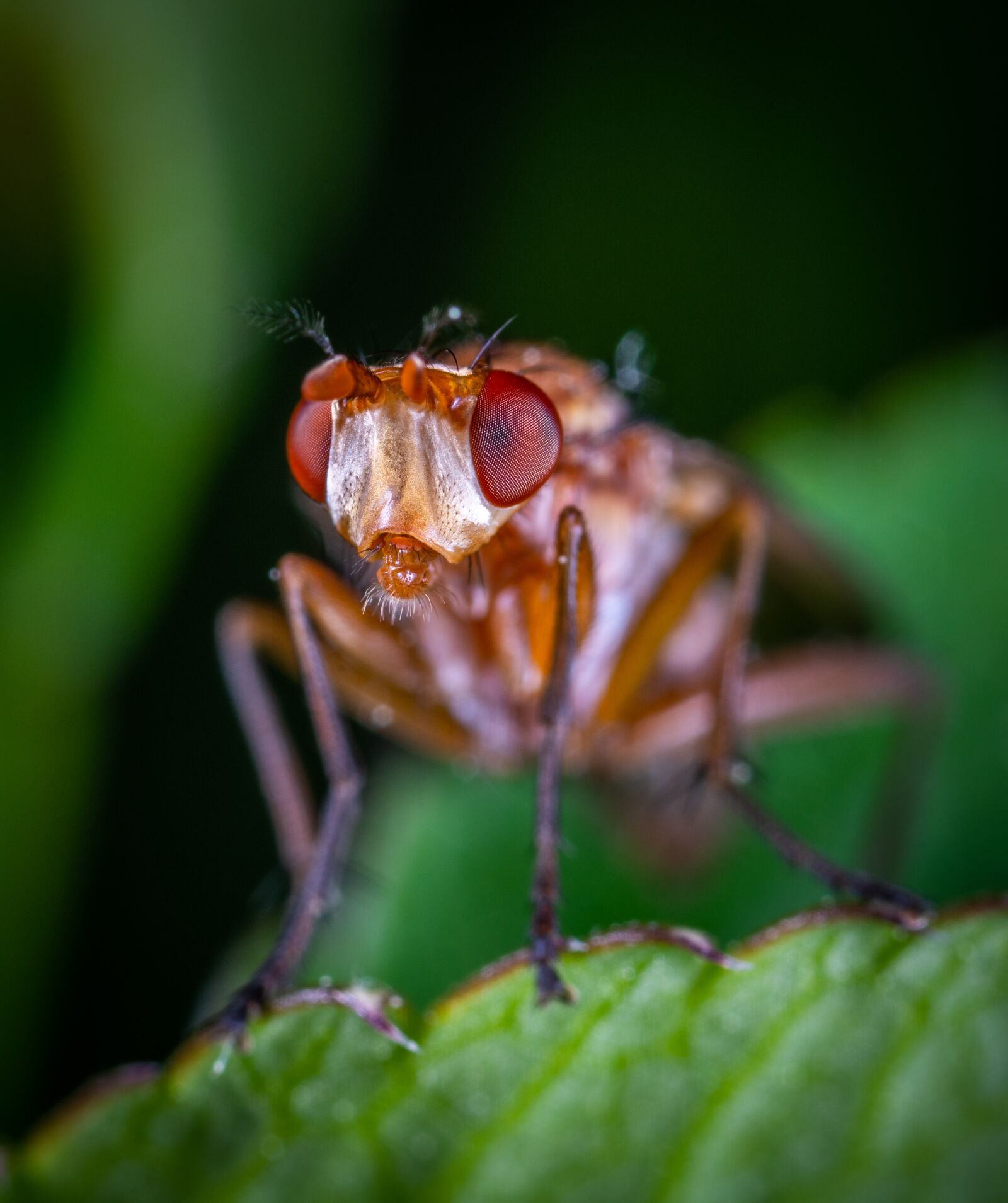 Sony a7R II sample photo. Macro, insect photography