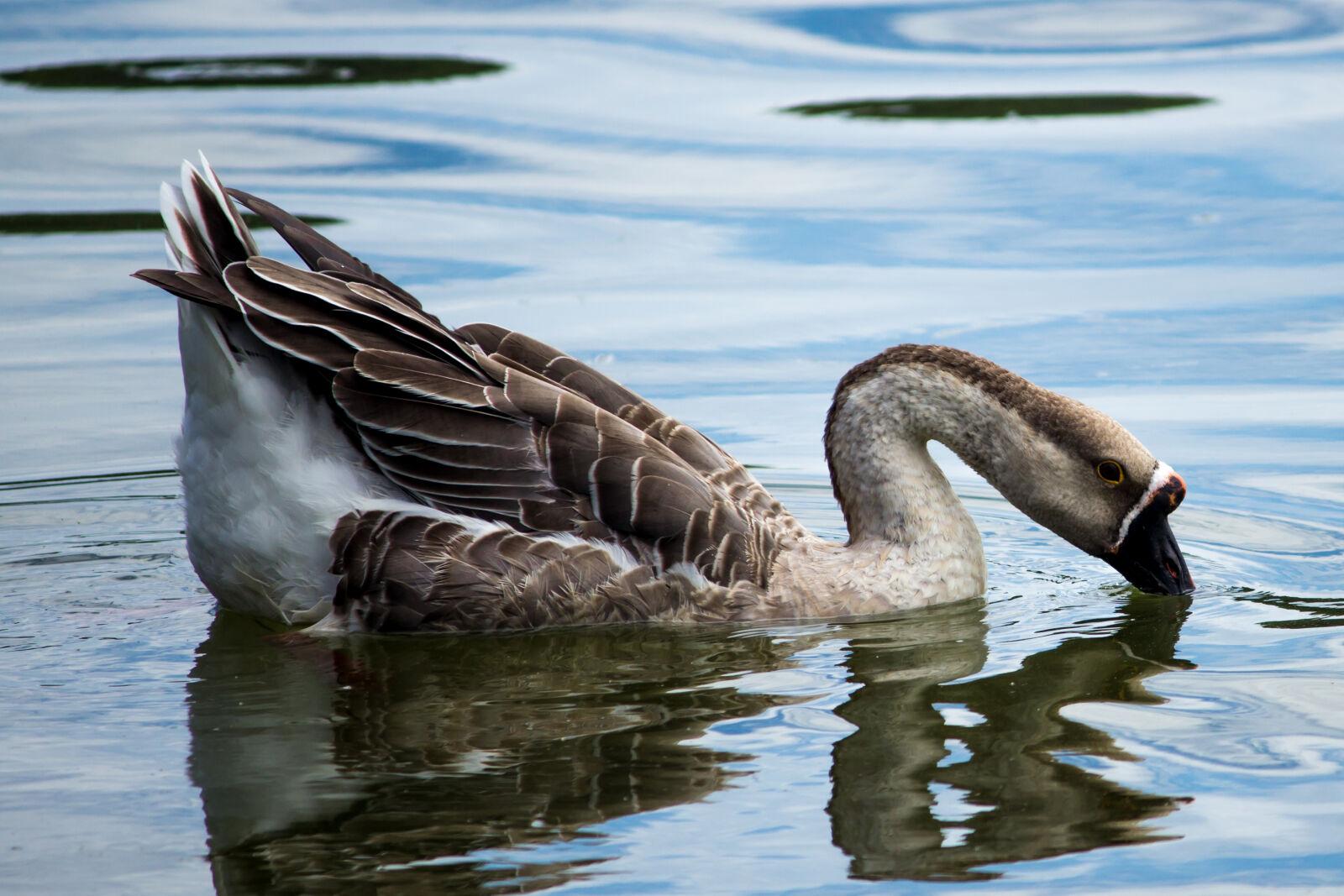 Canon EOS 600D (Rebel EOS T3i / EOS Kiss X5) sample photo. Goose photography
