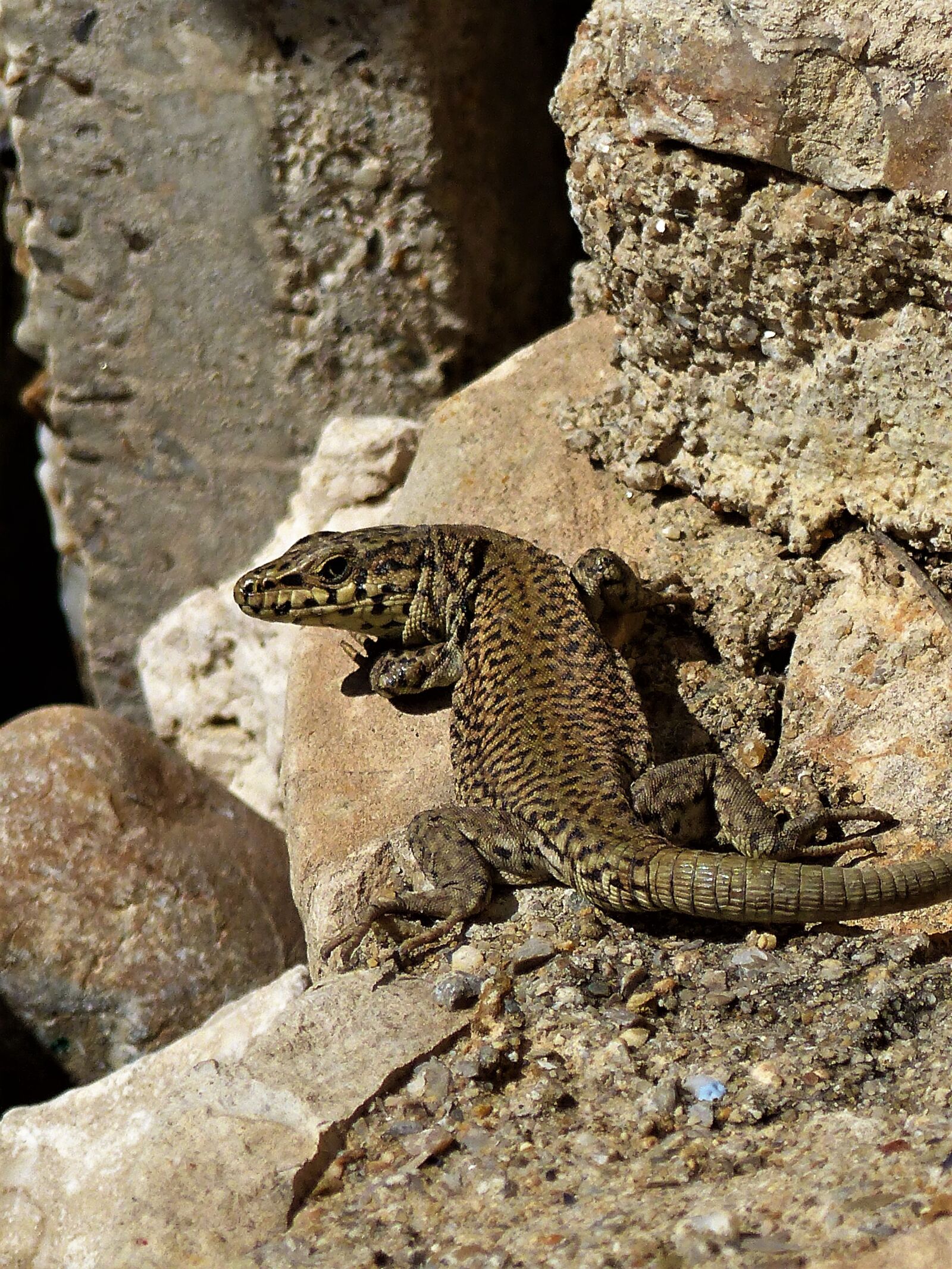 Panasonic Lumix DMC-FZ200 sample photo. Nature, lizard, reptile photography