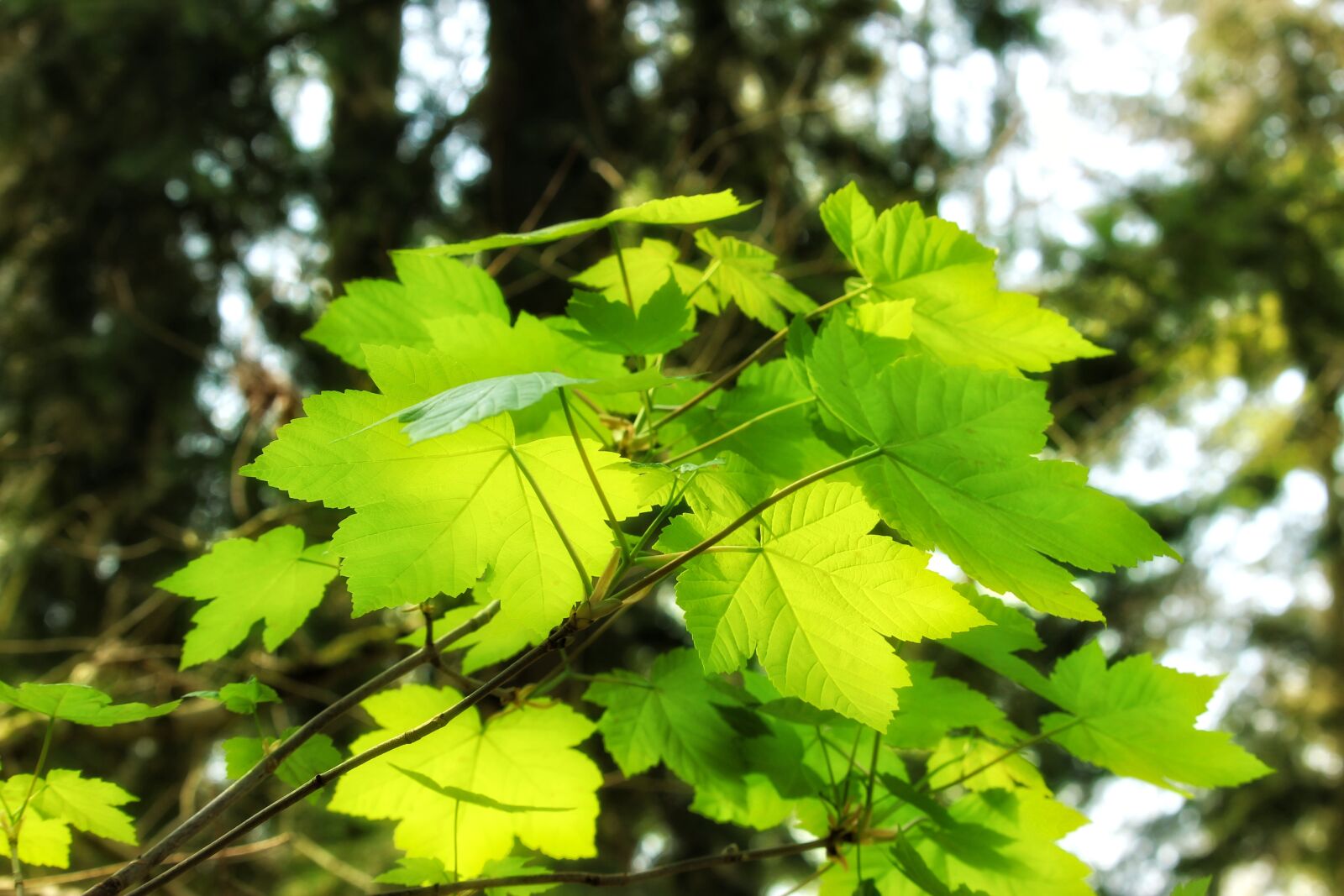 Canon EF-S 55-250mm F4-5.6 IS STM sample photo. Leaf, nature, plant photography
