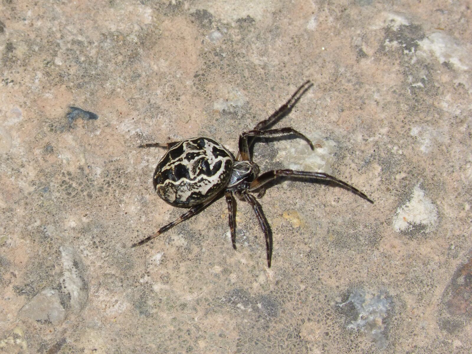 Panasonic DMC-FZ62 sample photo. Spider, arachnid, pattern photography