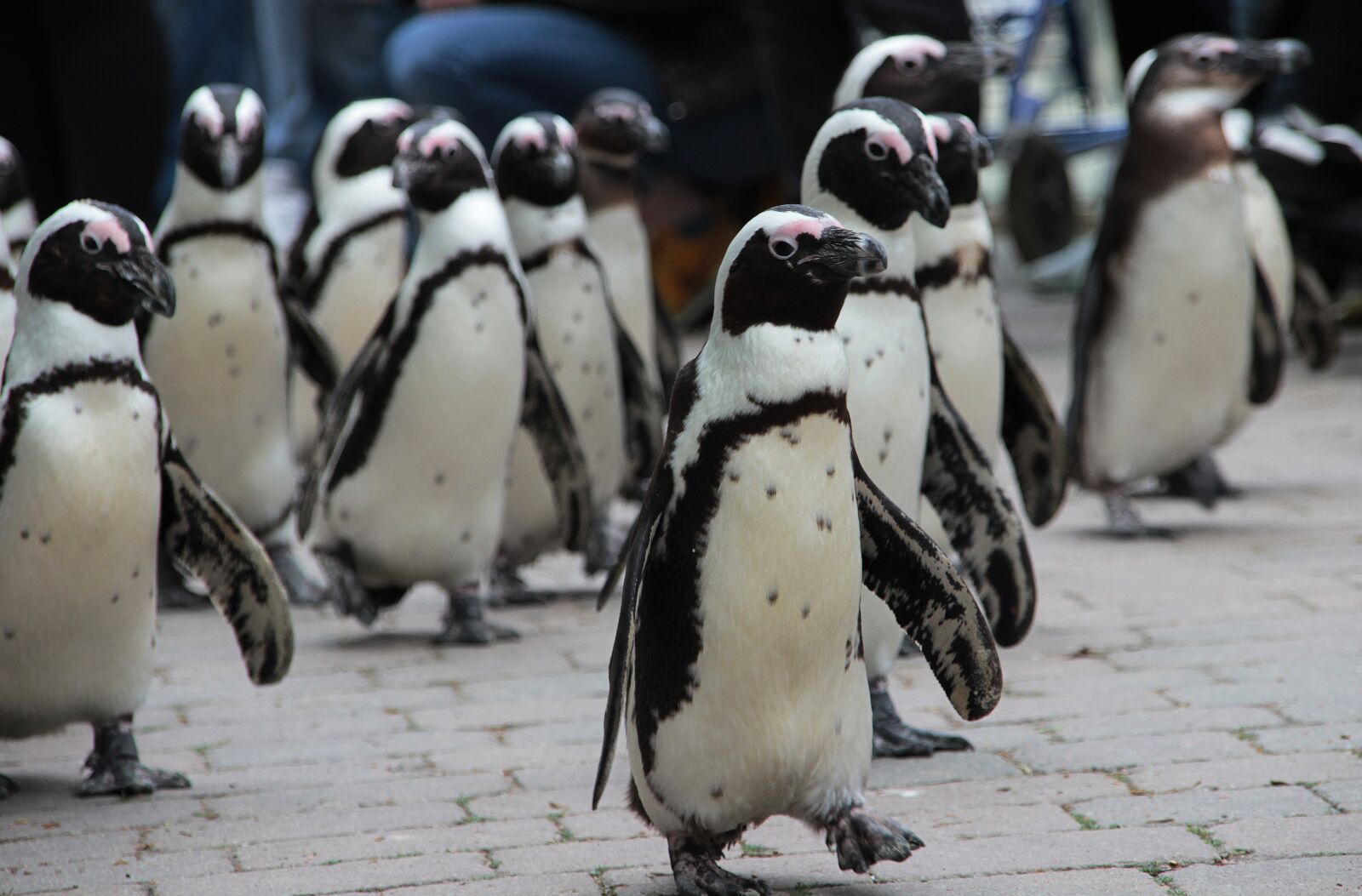 Canon EOS 600D (Rebel EOS T3i / EOS Kiss X5) sample photo. Penguin, zoo, animal photography