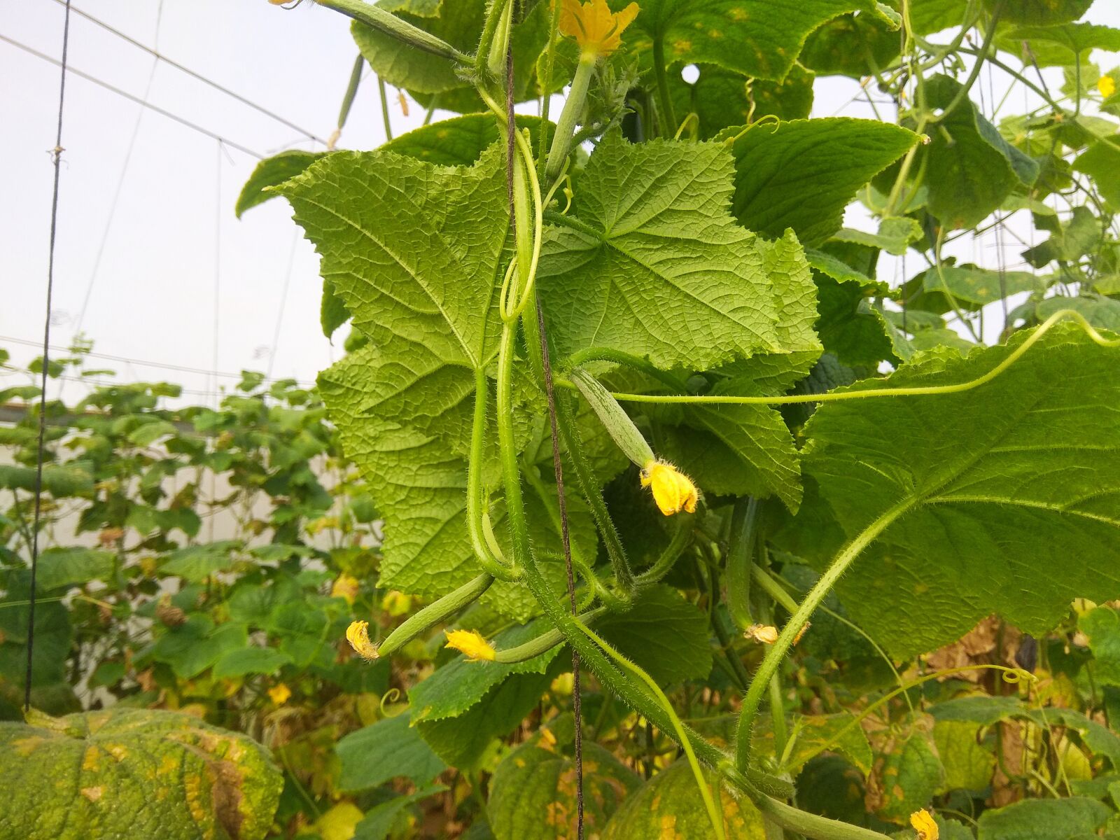 Xiaomi Redmi Note 4 sample photo. Cucumber, vegetable, green photography