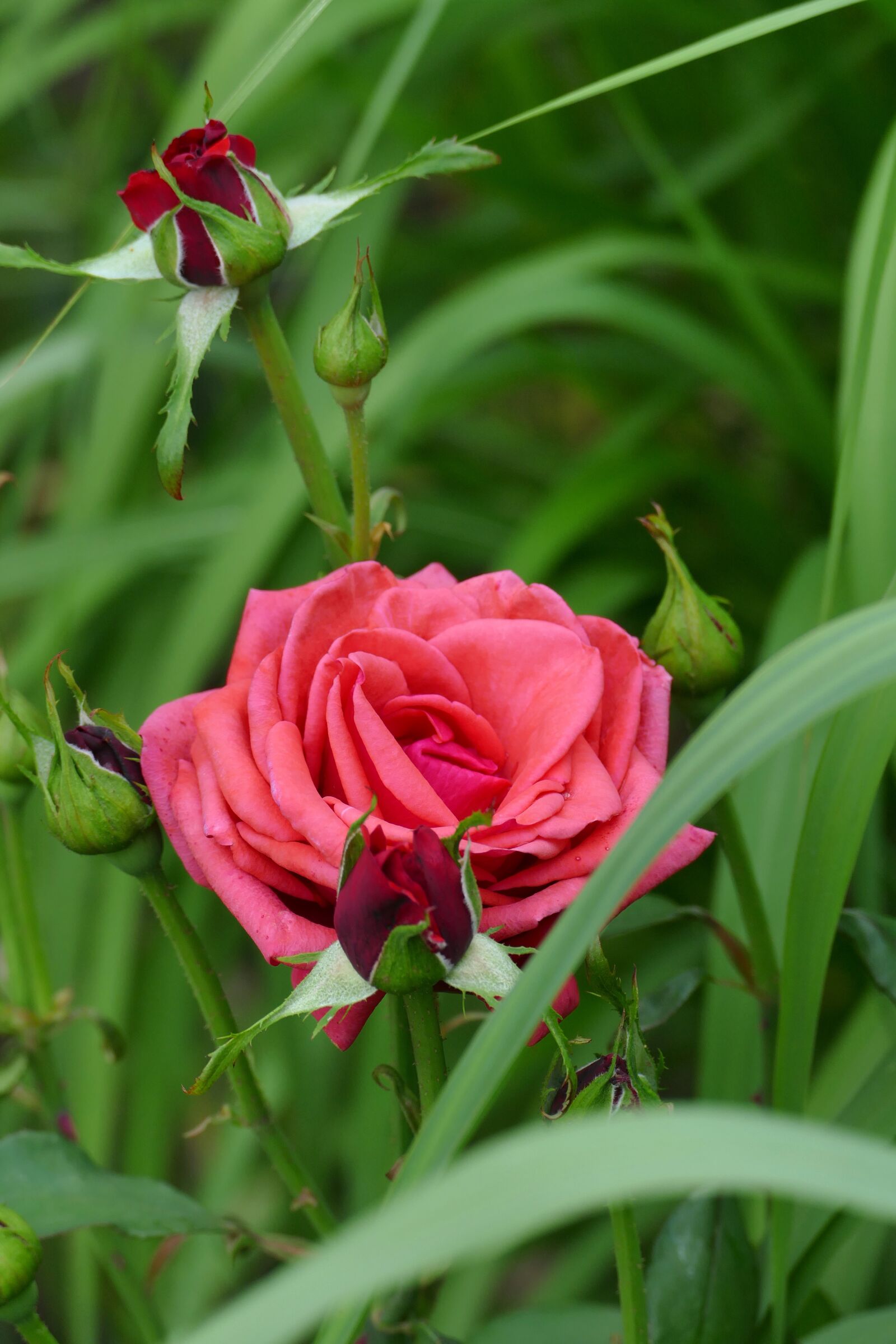 Panasonic Lumix DMC-FZ1000 sample photo. Rose, rose bloom, bud photography