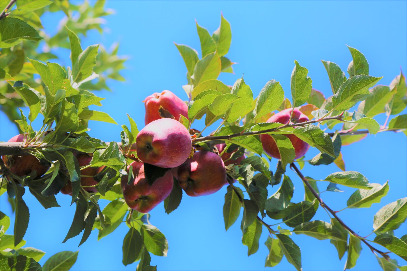 Canon EF 24-105mm F4L IS USM sample photo. Apple, fruit, healthy photography