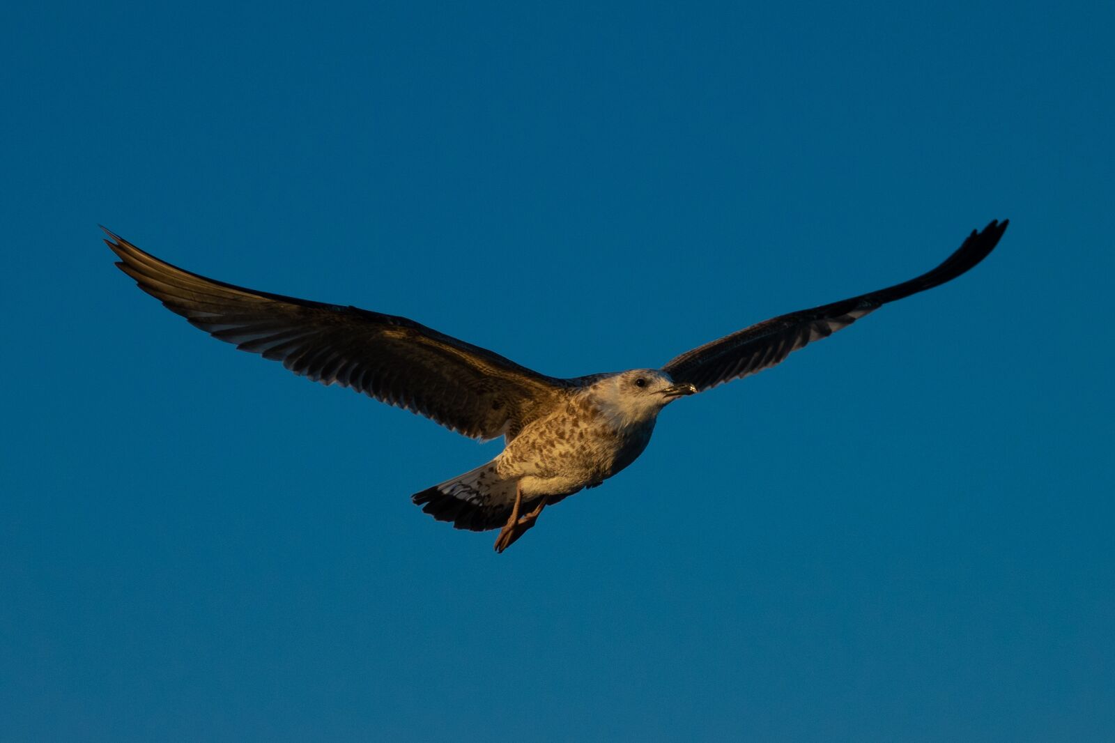 Sony Cyber-shot DSC-RX10 III sample photo. Seagull, sky, wing photography