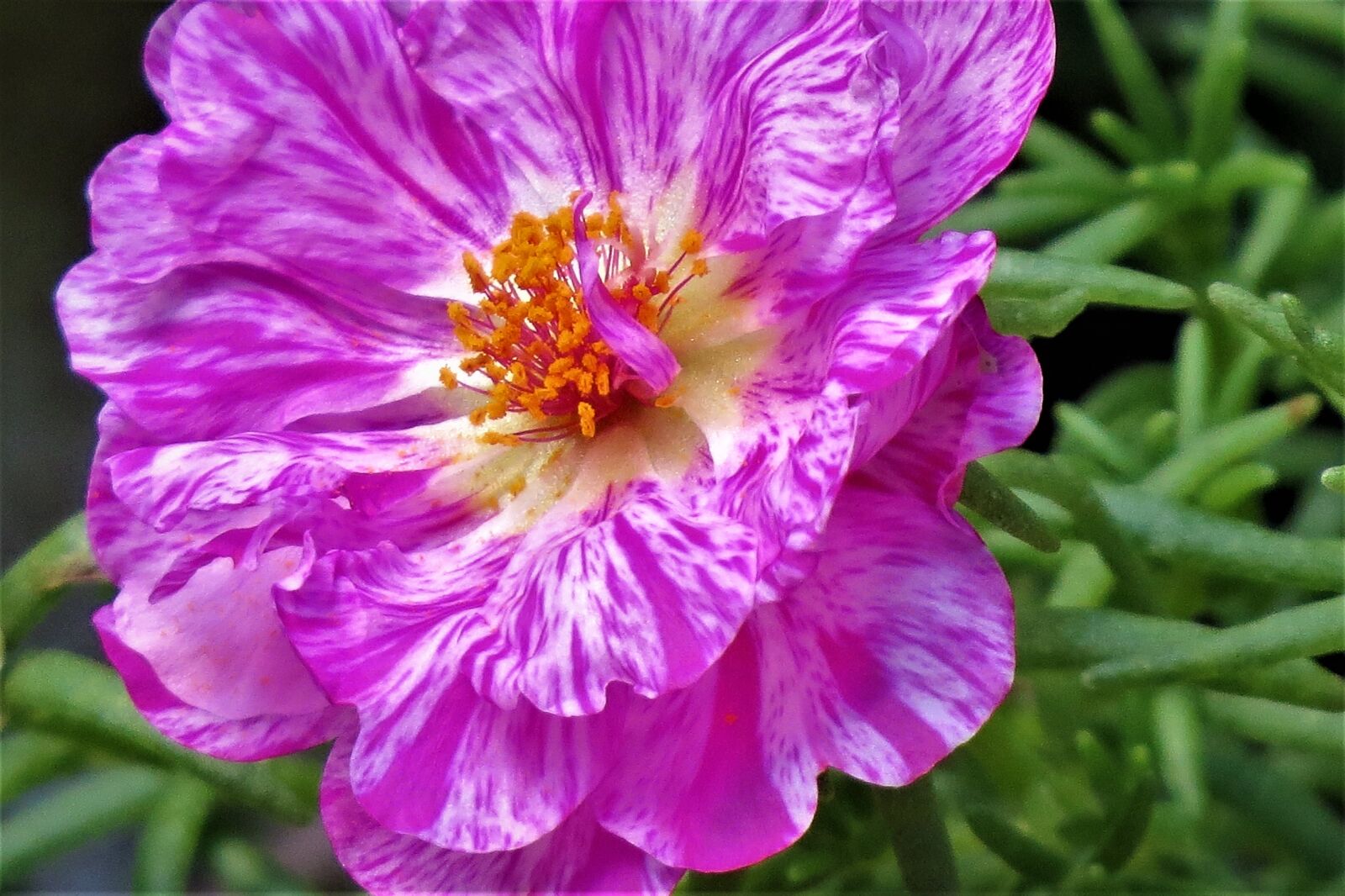 Canon PowerShot SX50 HS sample photo. Flower, pink, purple photography