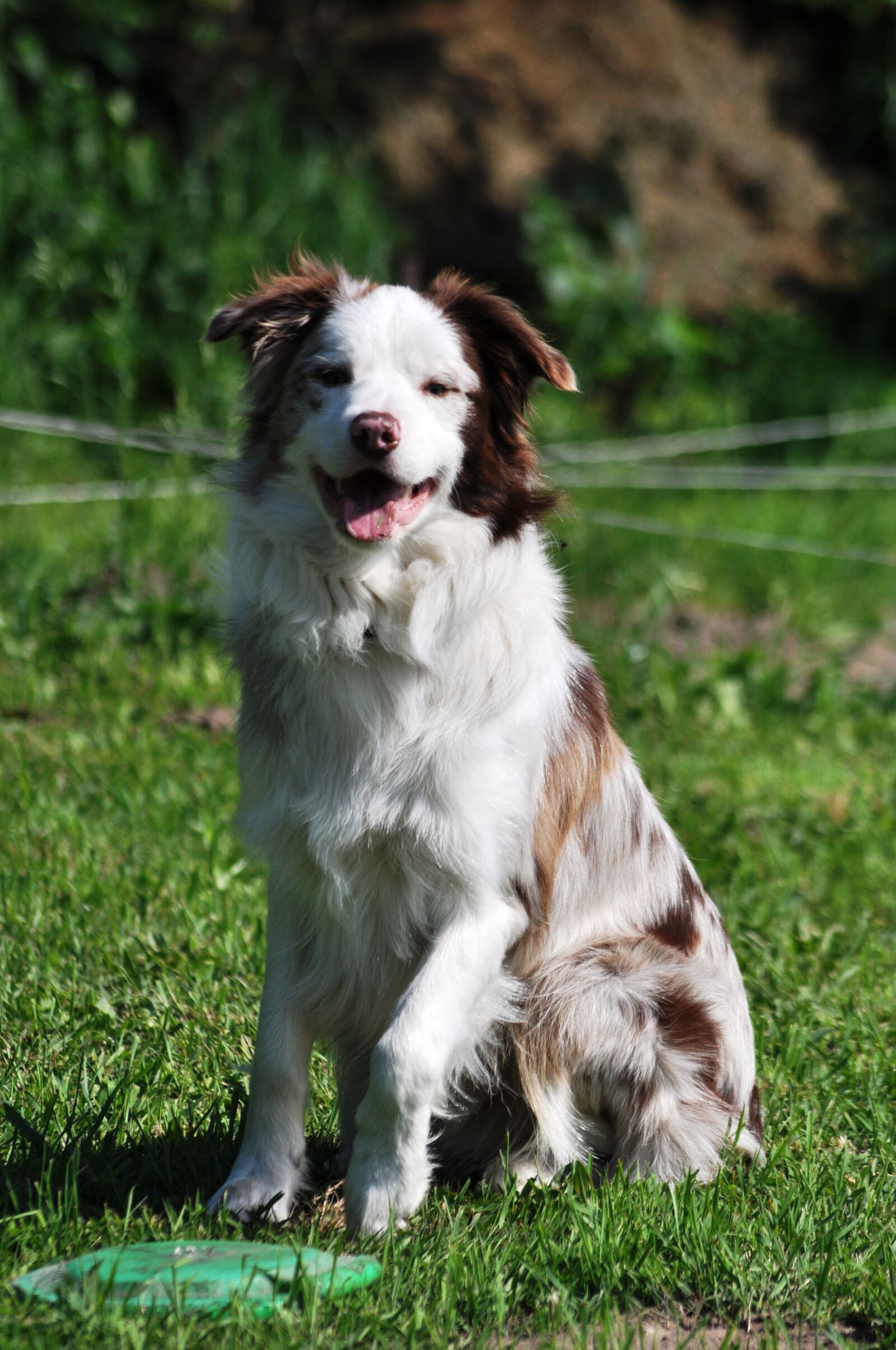 Nikon D90 sample photo. Border collie, buster, portrait photography