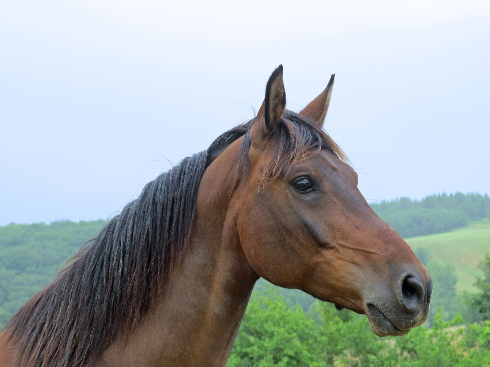 Canon PowerShot G12 sample photo. Horse, pure arab blood photography