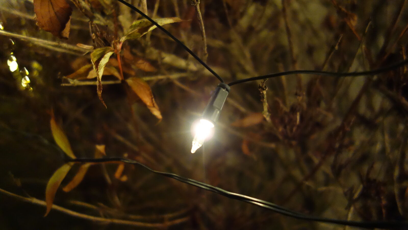 Sony Cyber-shot DSC-RX100 sample photo. Close, up, of, plants photography