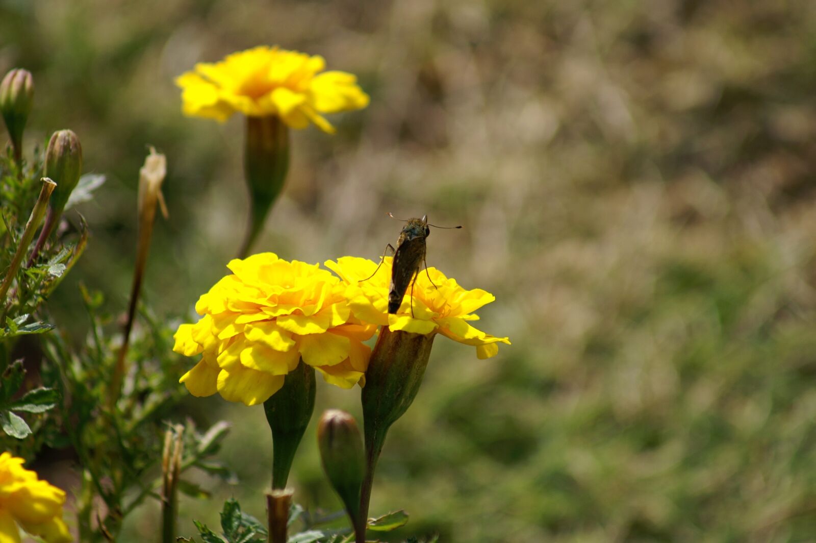 KONICA MINOLTA ALPHA SWEET DIGITAL sample photo. Flowers, huang, natural photography