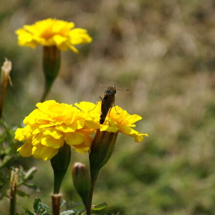 KONICA MINOLTA ALPHA SWEET DIGITAL sample photos - ExploreCams