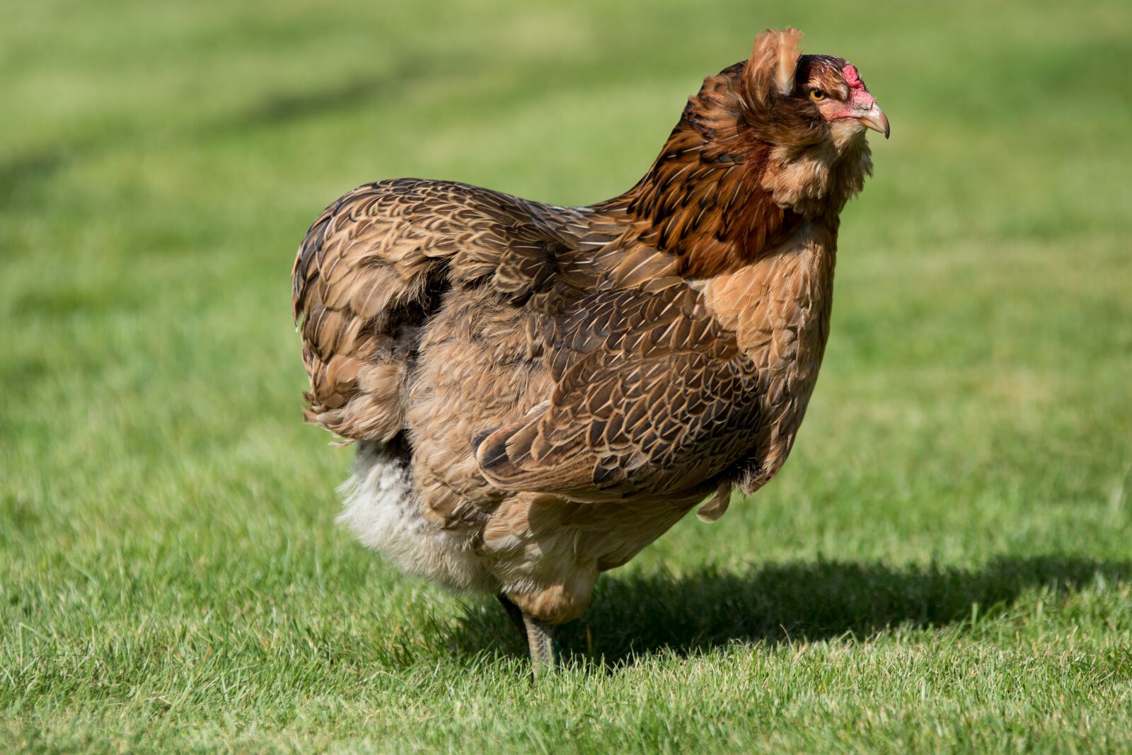 Canon EOS 7D Mark II sample photo. Hen, chicken, poultry photography