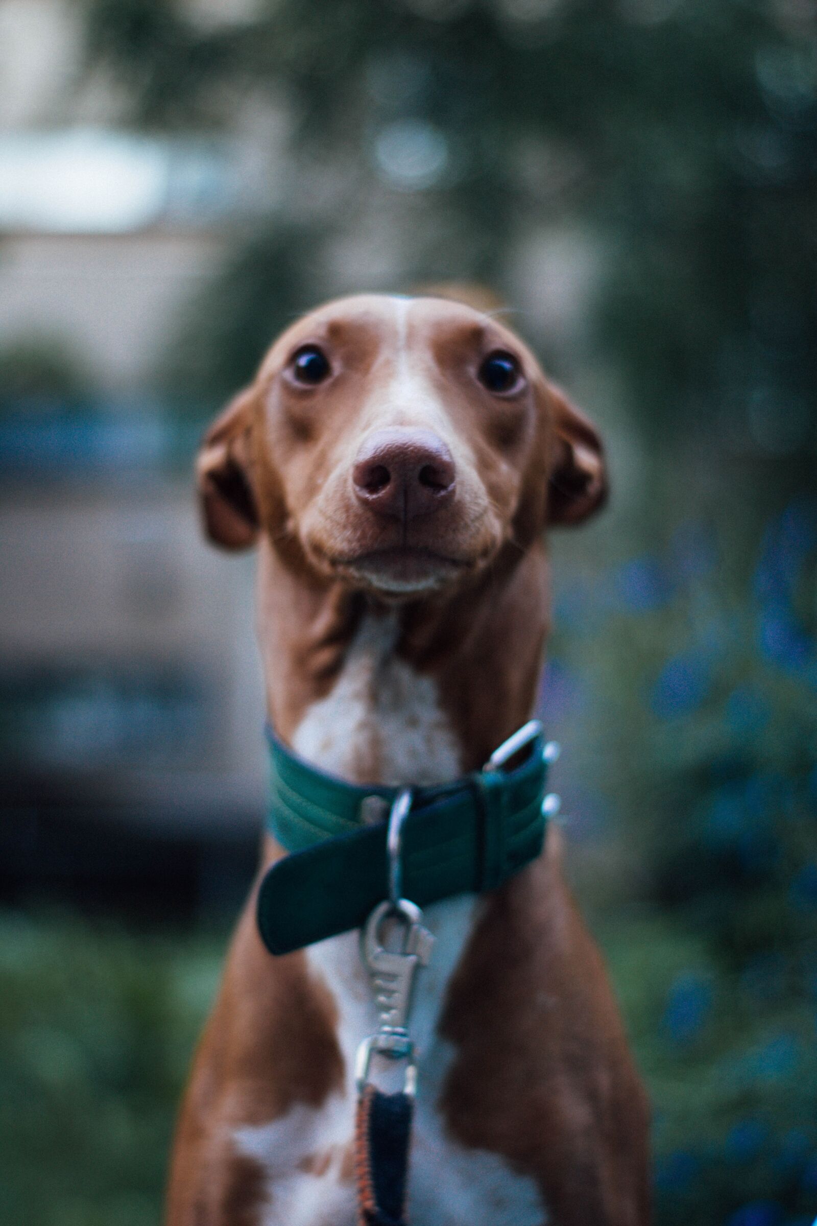 Nikon D3100 sample photo. Dog, pharaoh hound, redhead photography