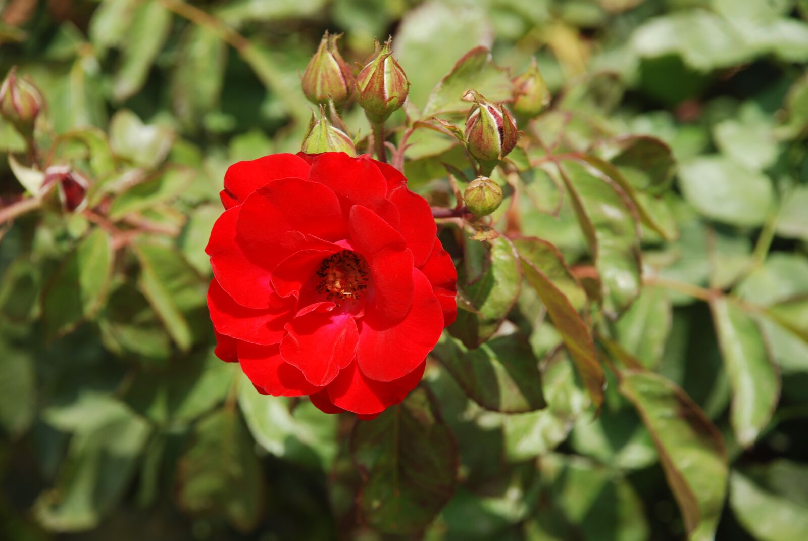 Nikon D80 sample photo. Wildflower, wilderness, beauty photography
