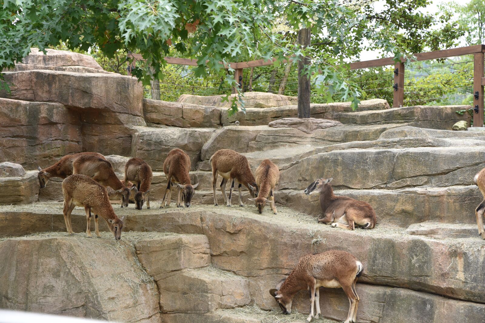 Nikon D750 sample photo. Animal, zoo, deer photography