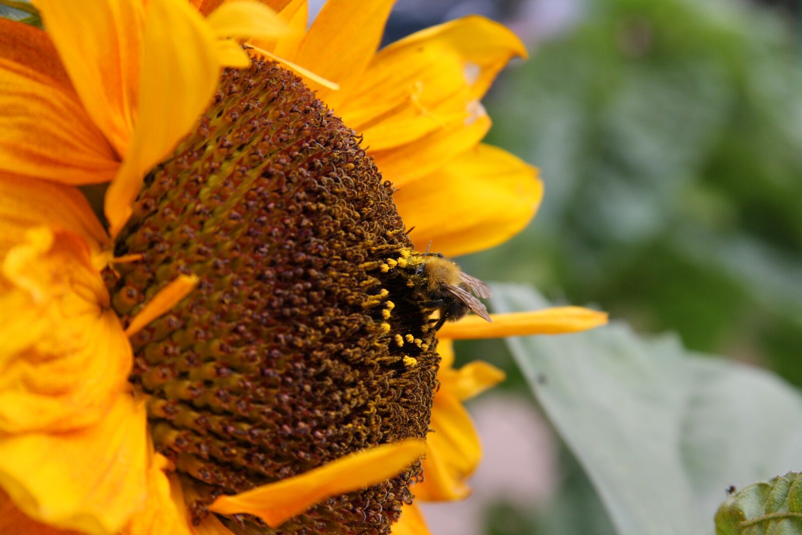 Canon EOS 40D sample photo. Sunflower, summer, garden photography